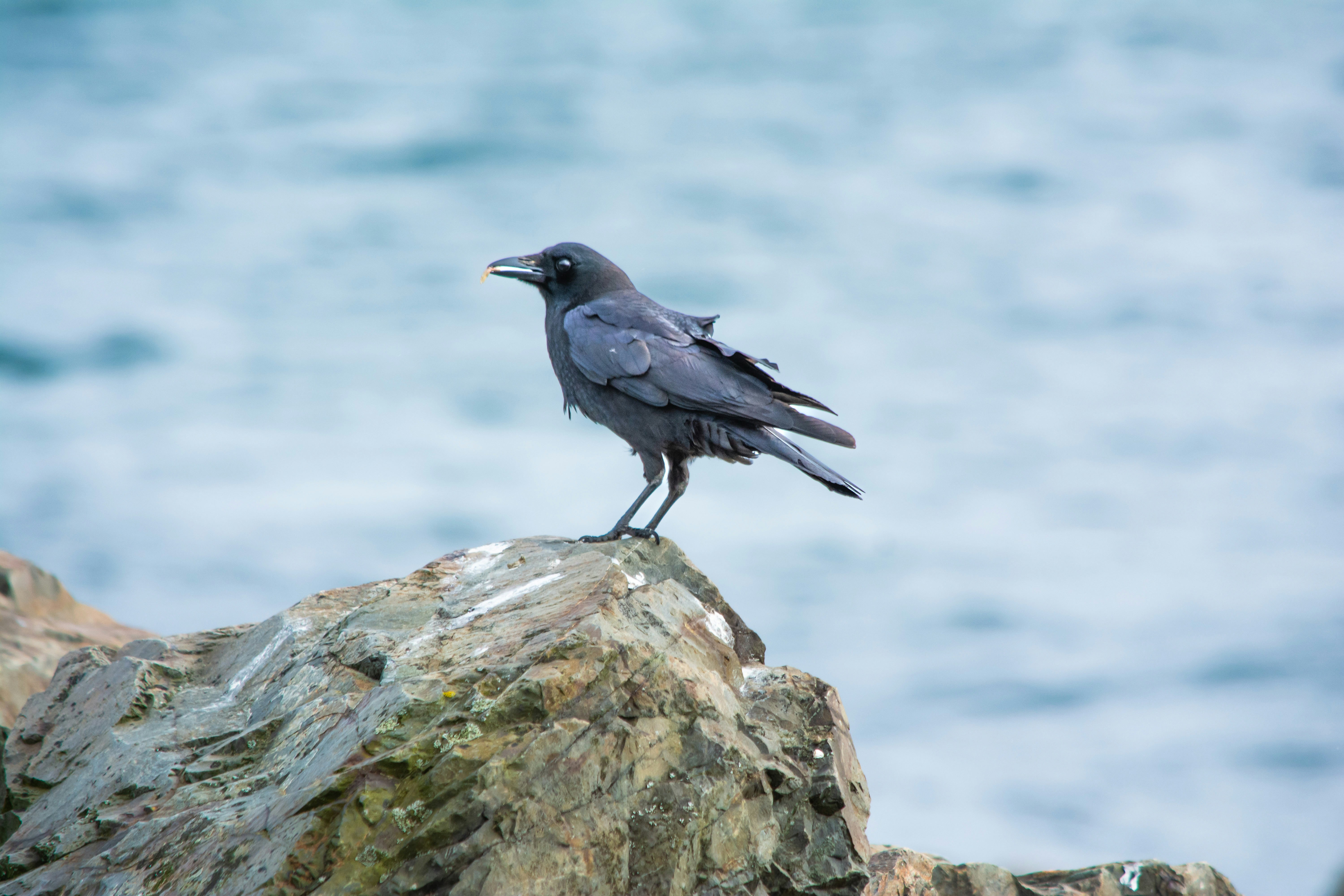 Photo by meenakshibose