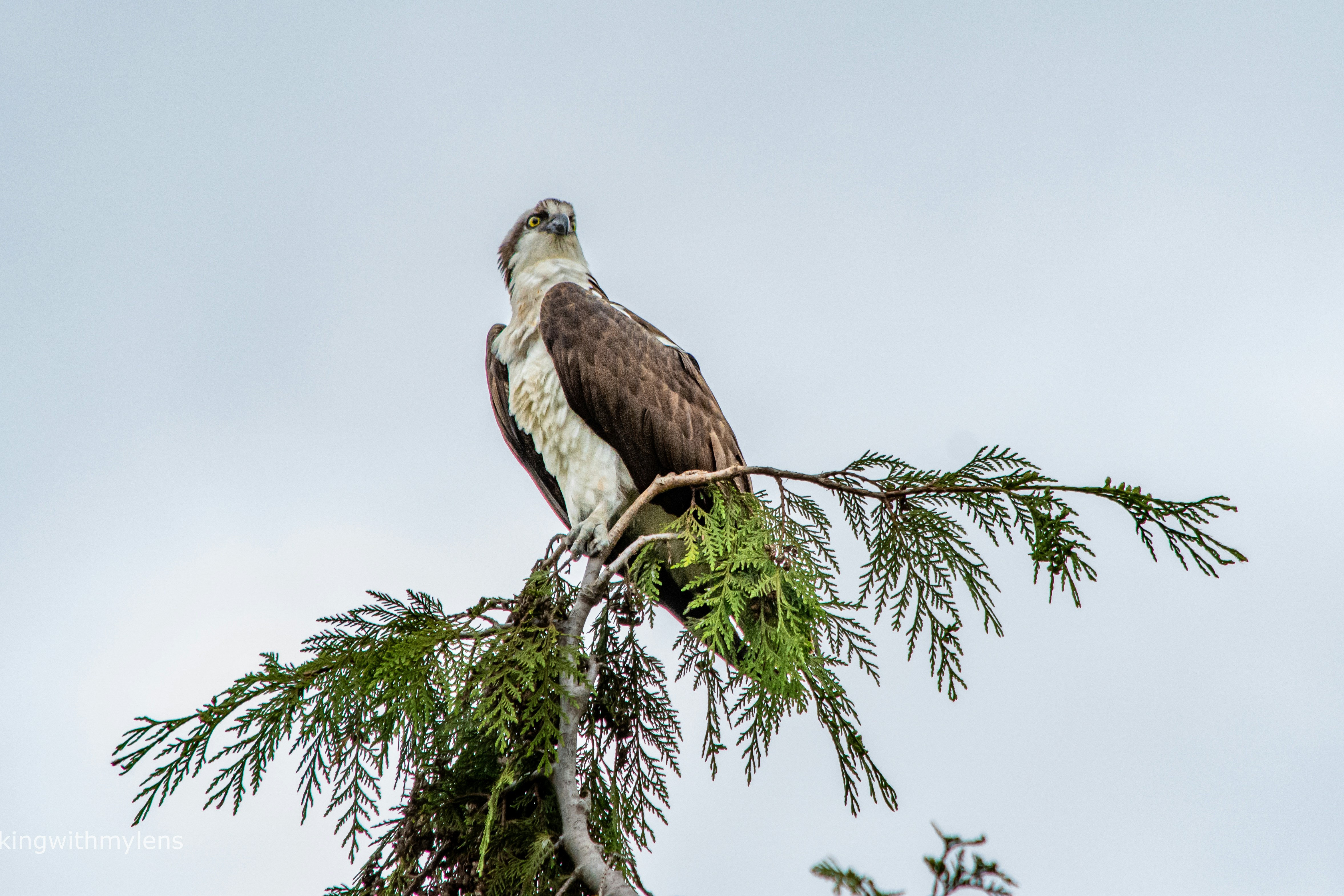 Photo by meenakshibose
