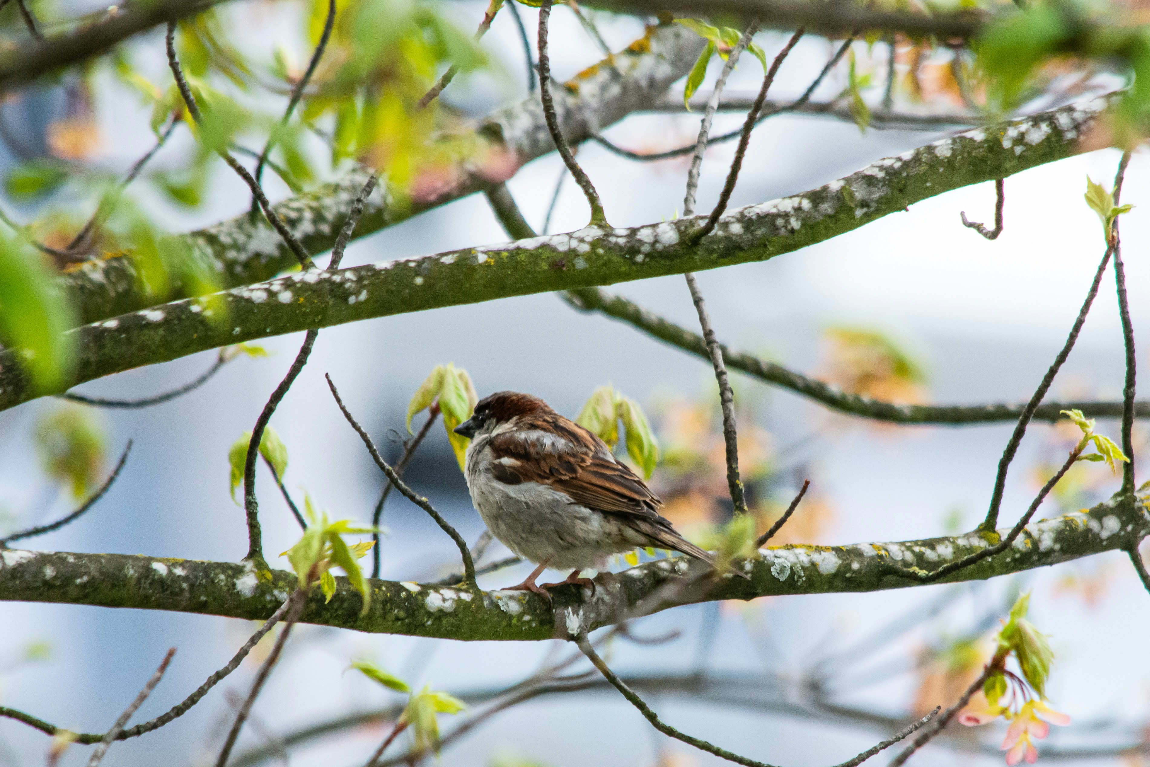 Photo by meenakshibose