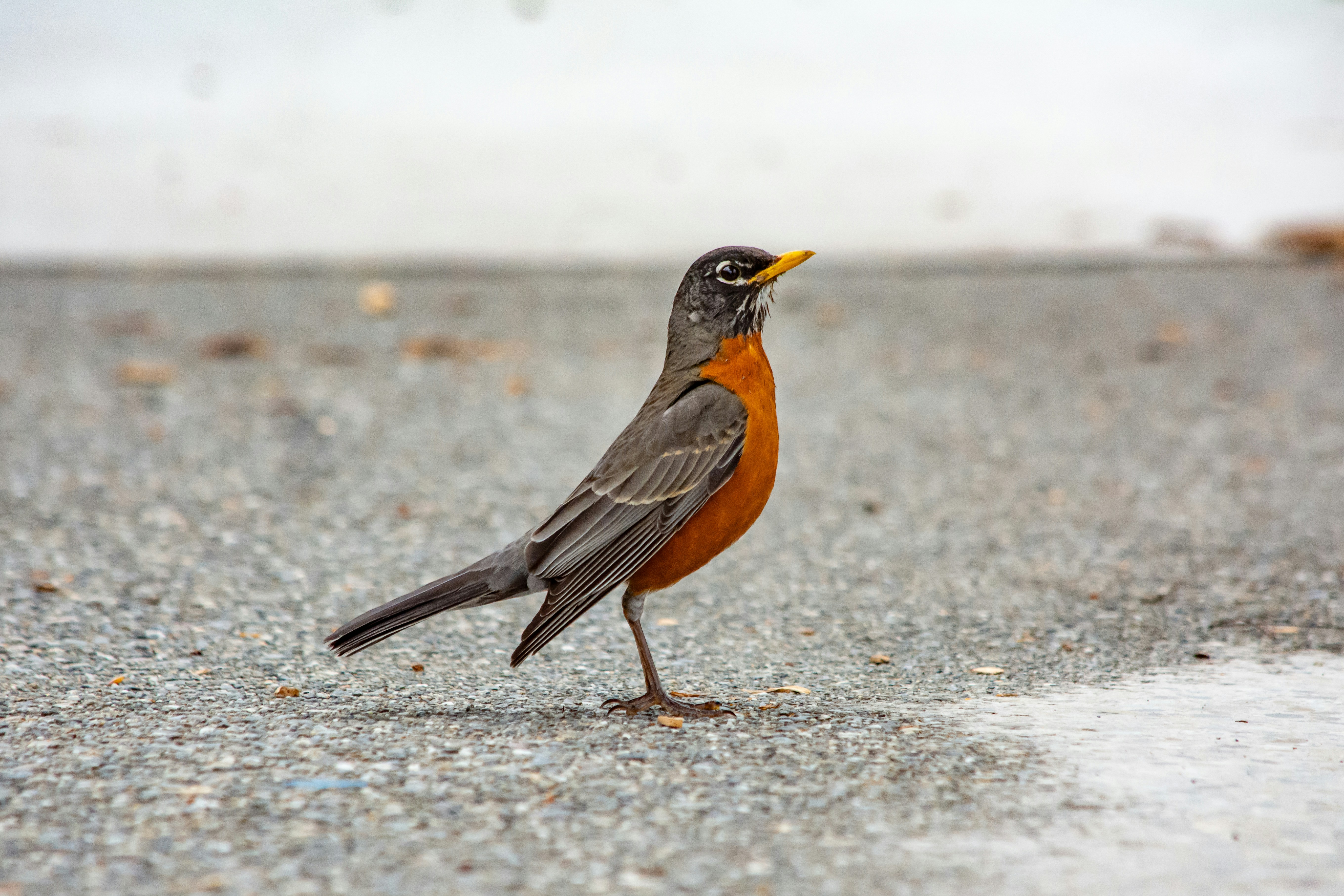 Photo by meenakshibose