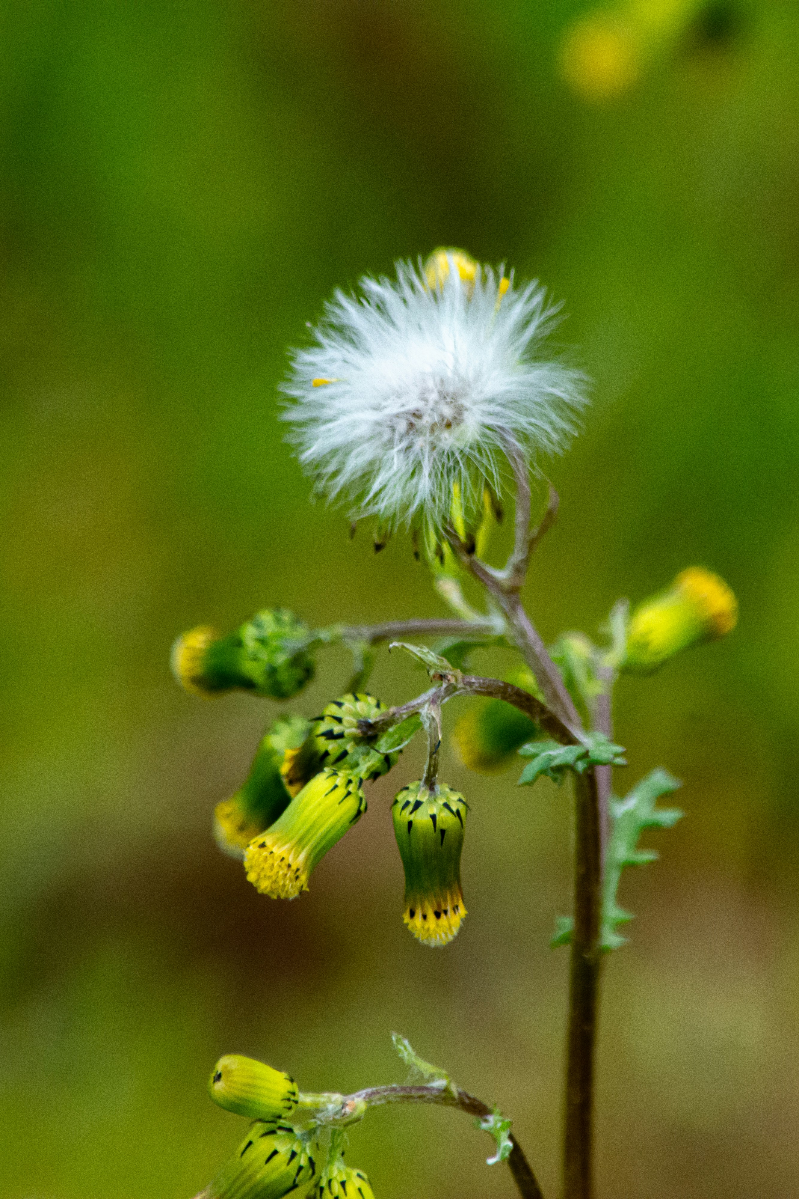 Photo by meenakshibose
