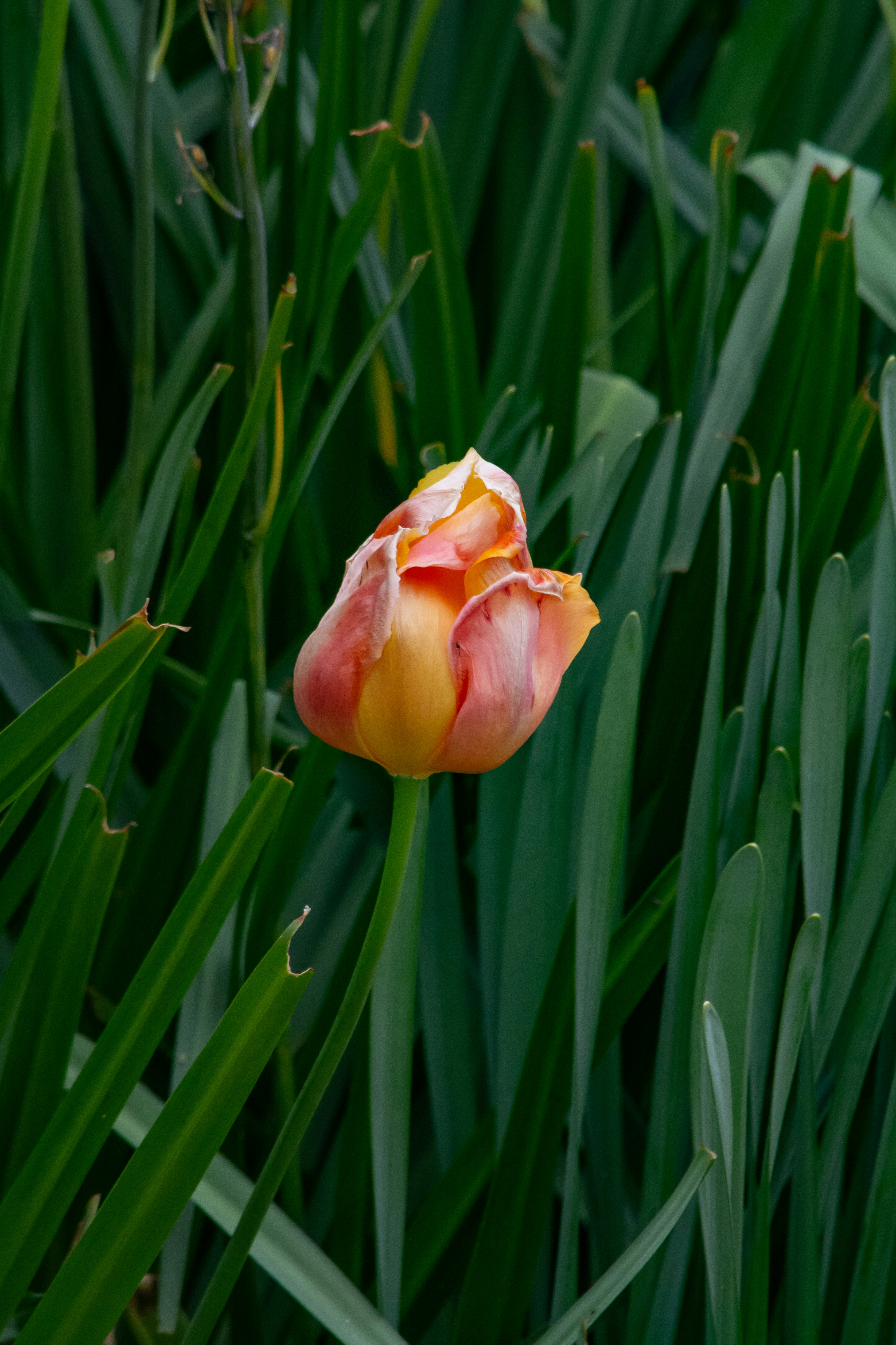 Photo by meenakshibose