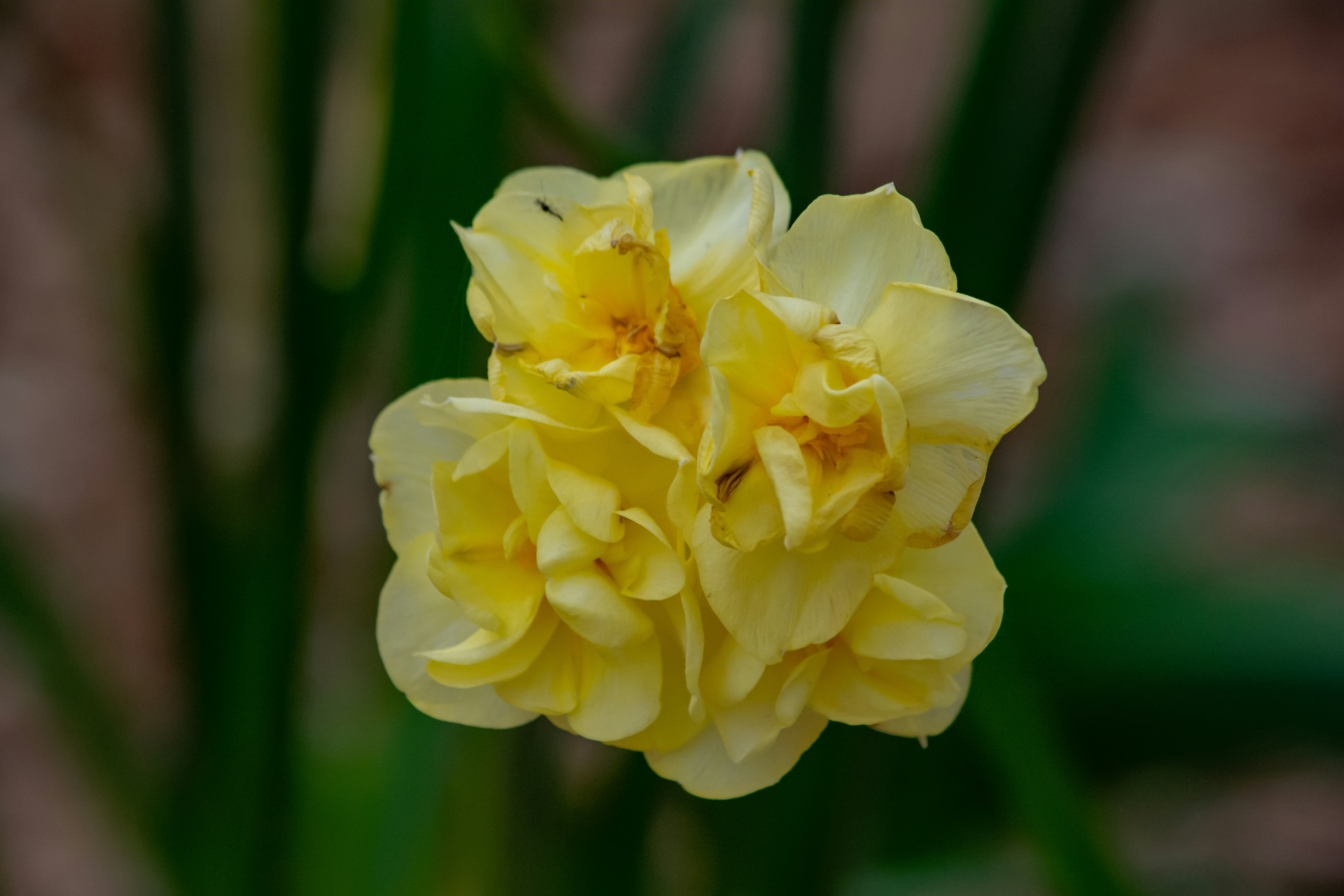 Photo by meenakshibose