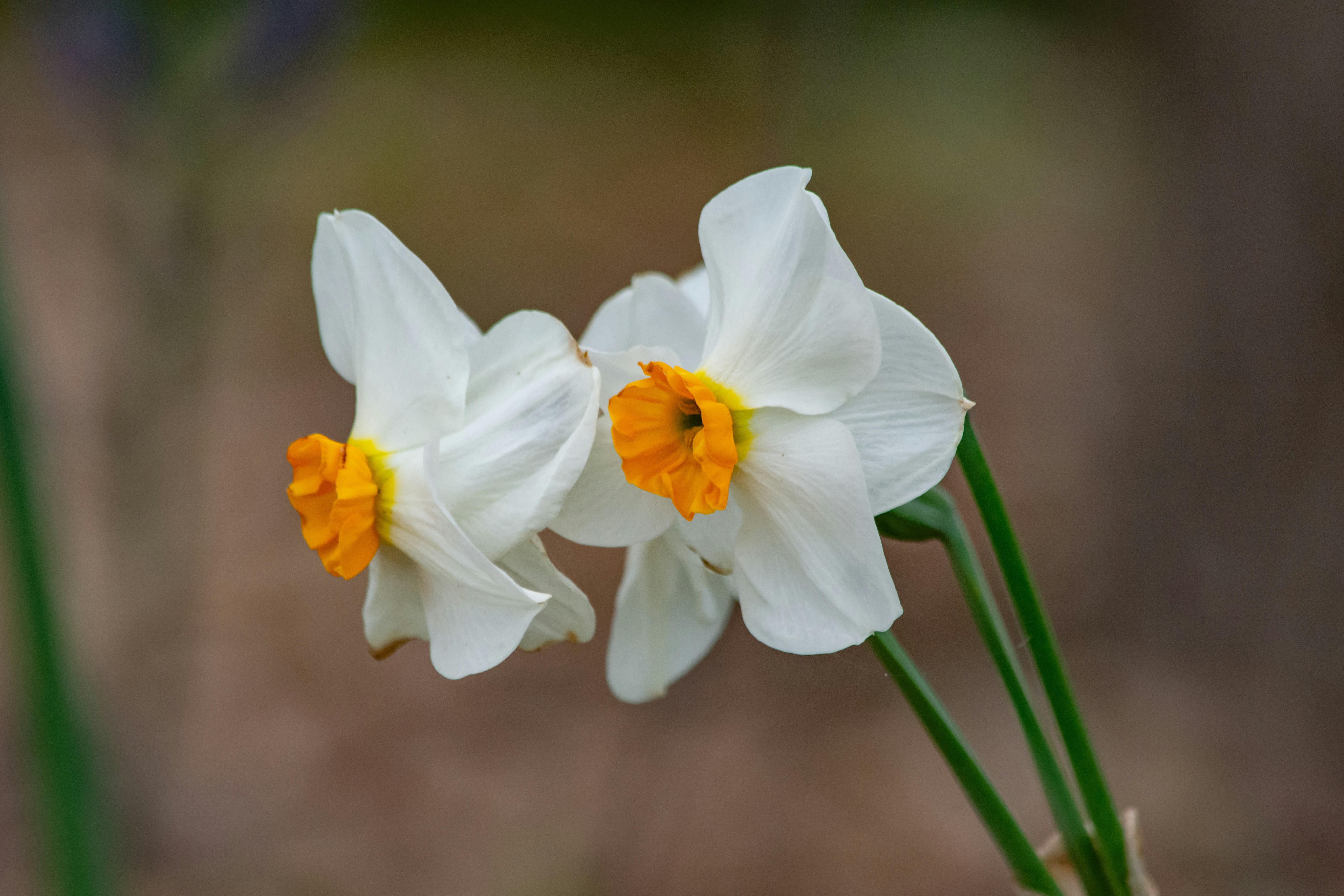 Photo by meenakshibose
