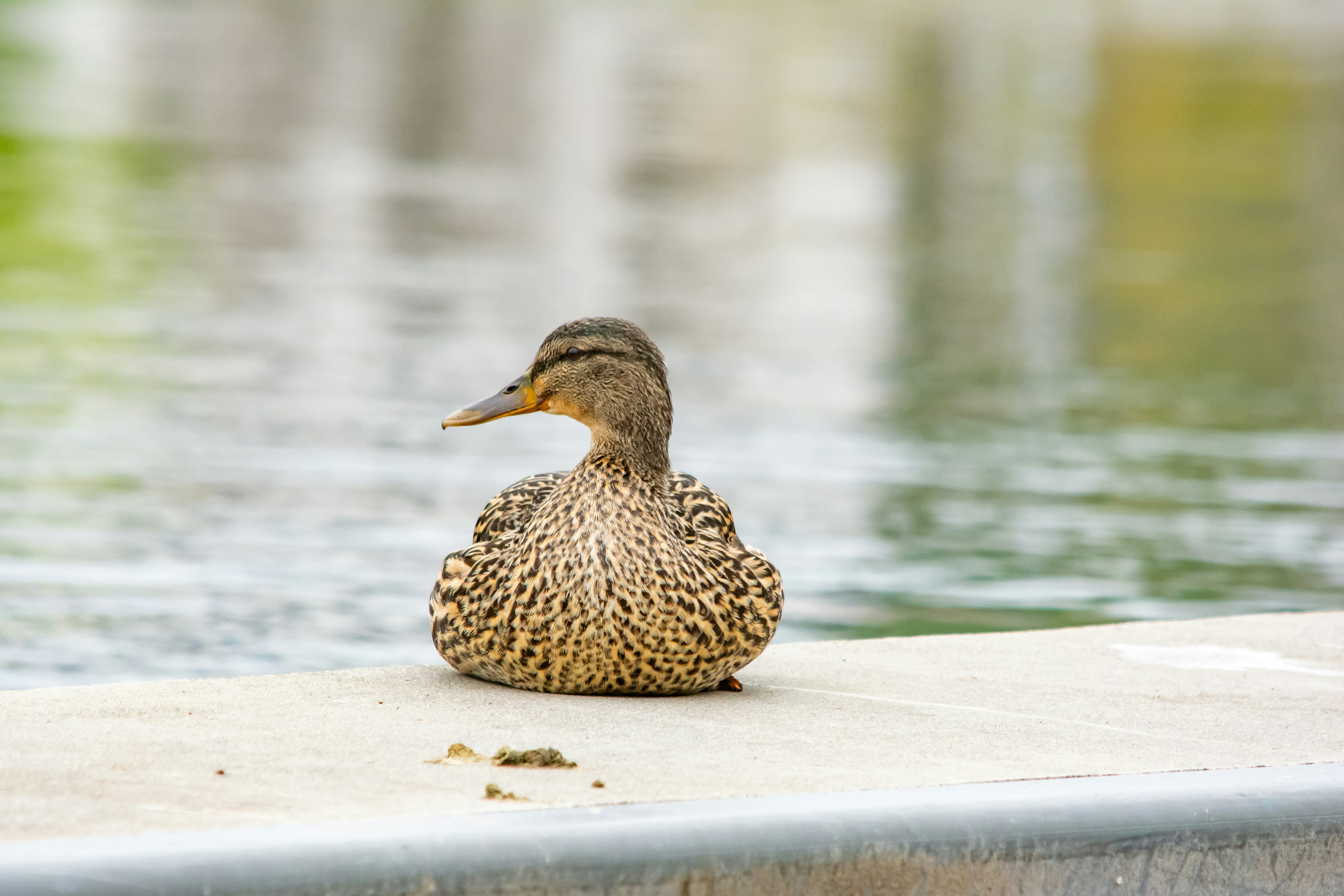 Photo by meenakshibose