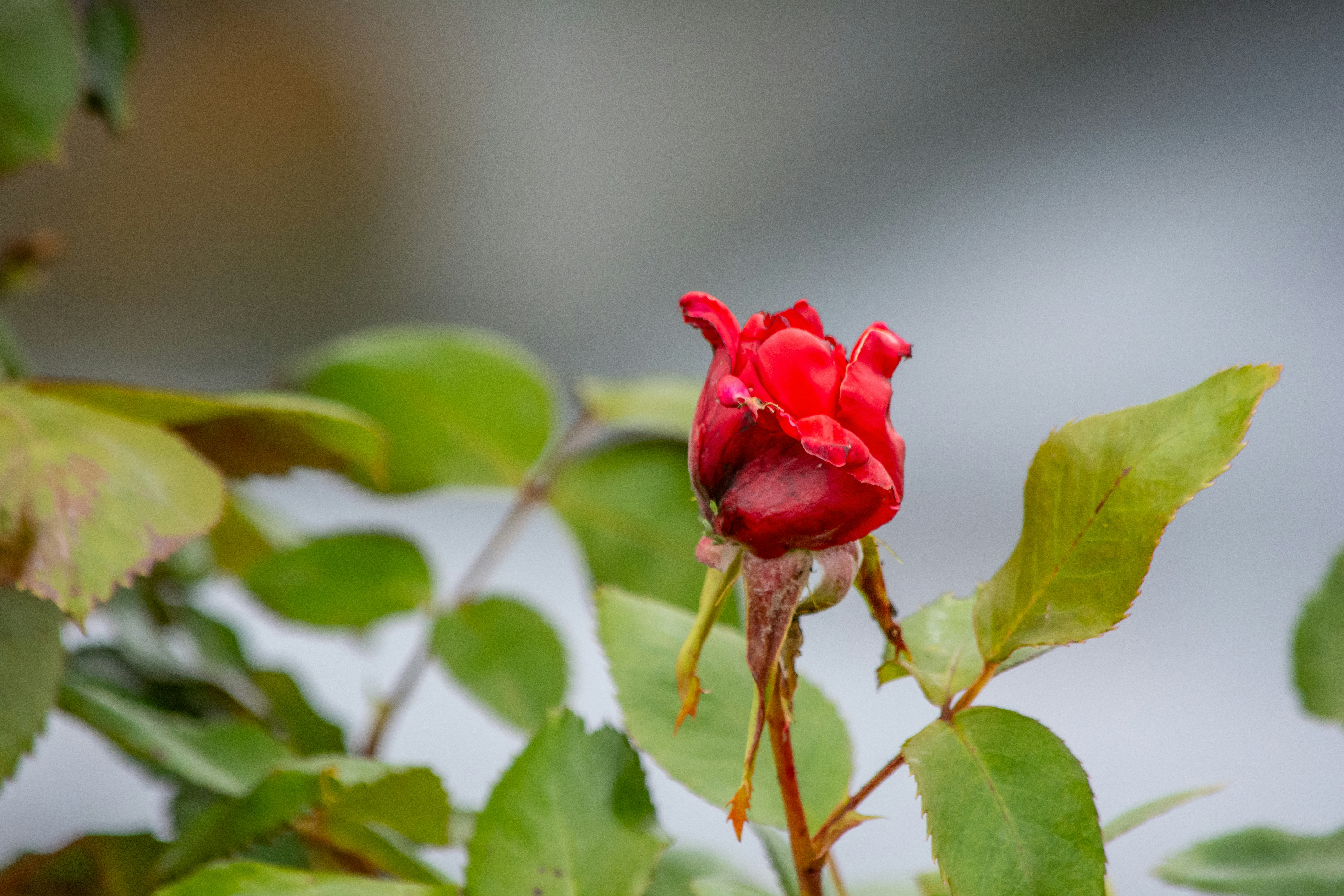 Photo by meenakshibose