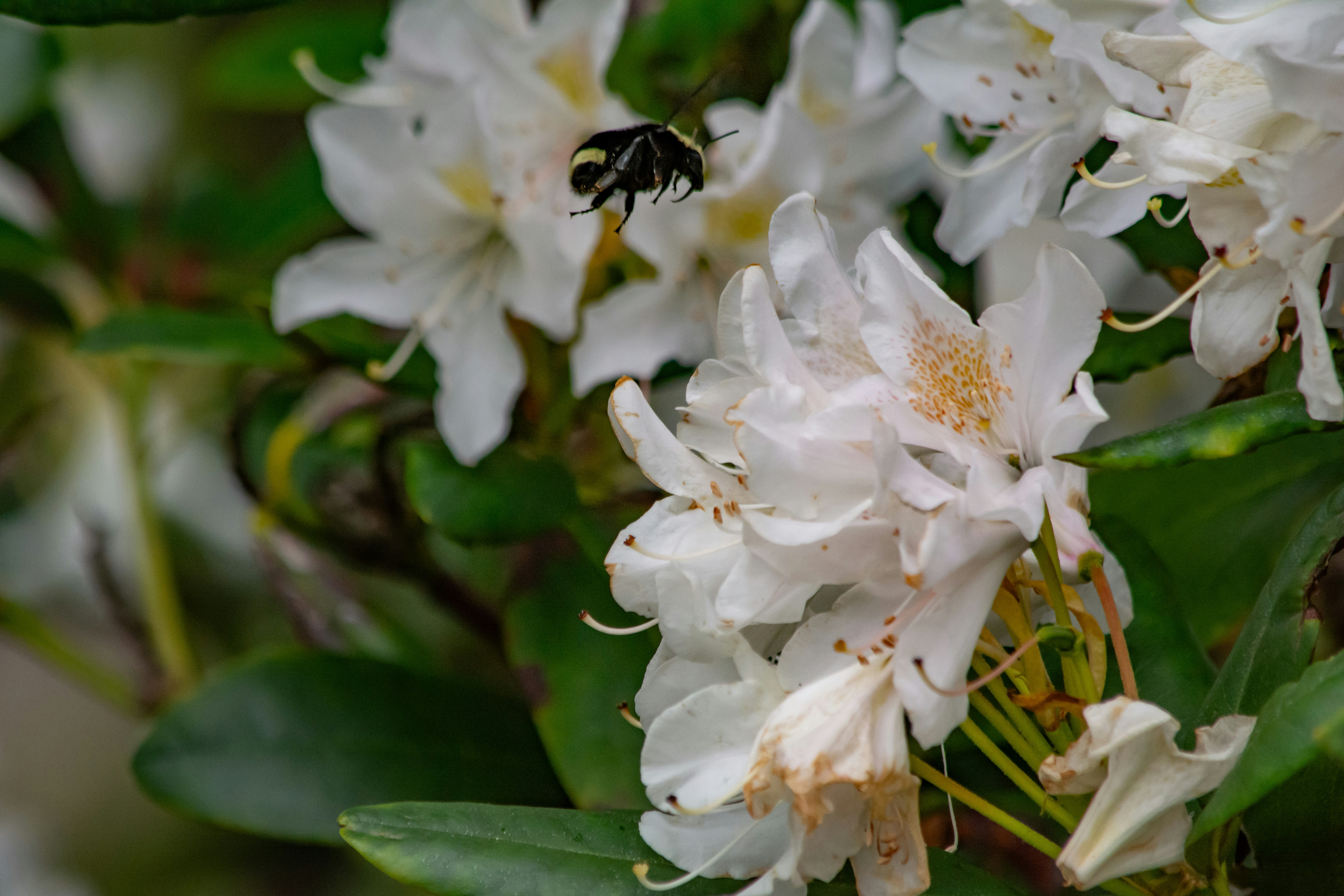 Photo by meenakshibose