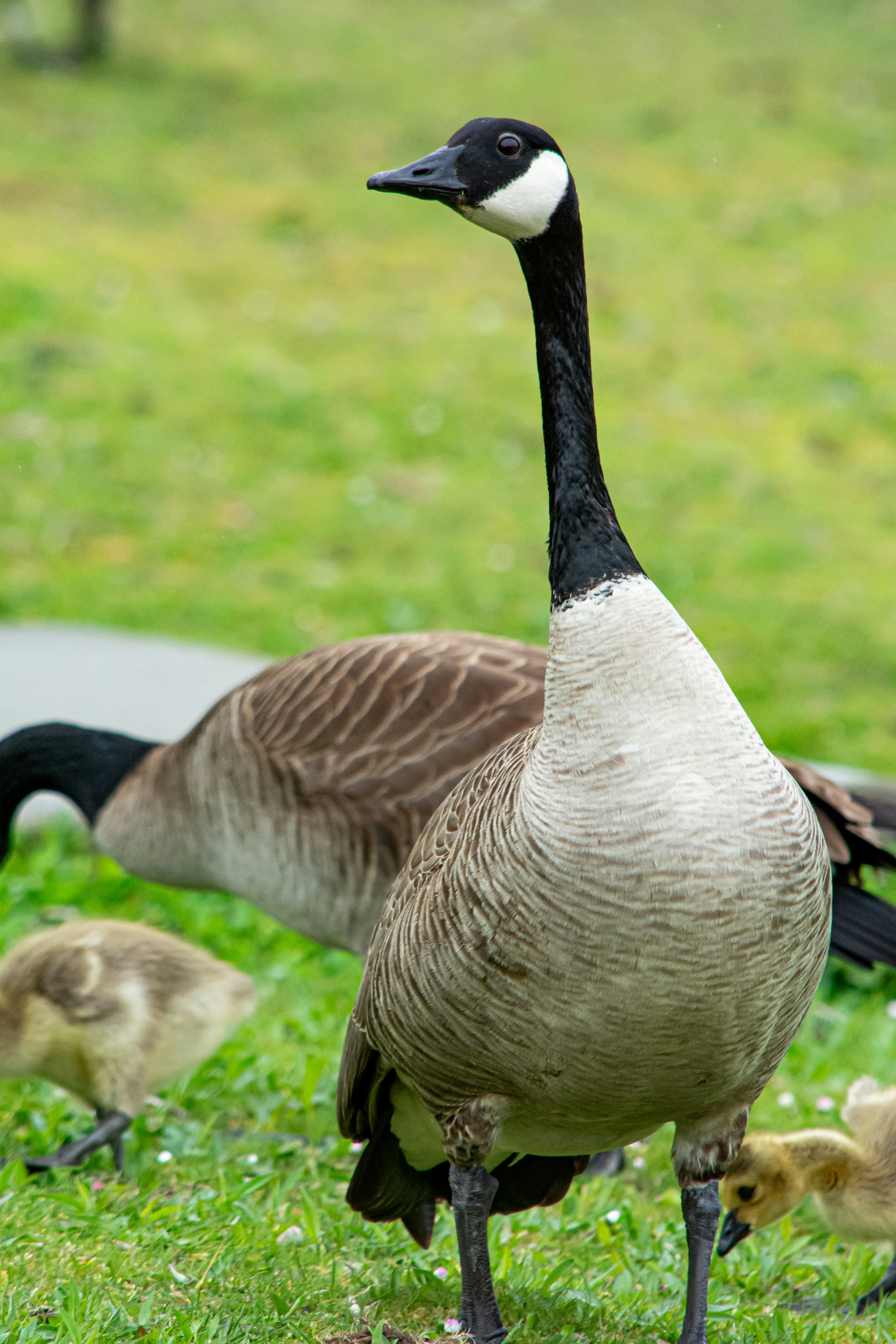 Photo by meenakshibose