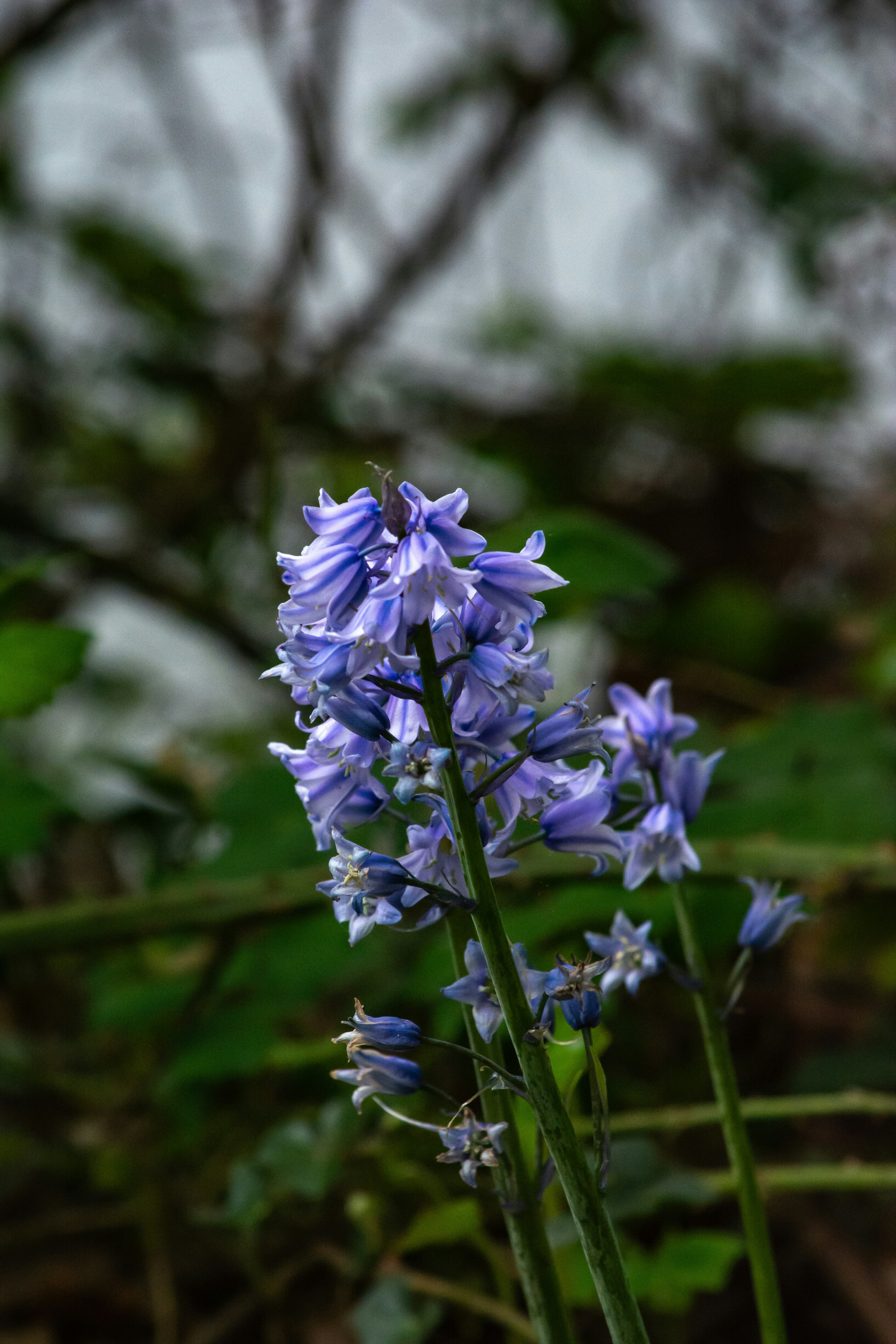 Photo by meenakshibose