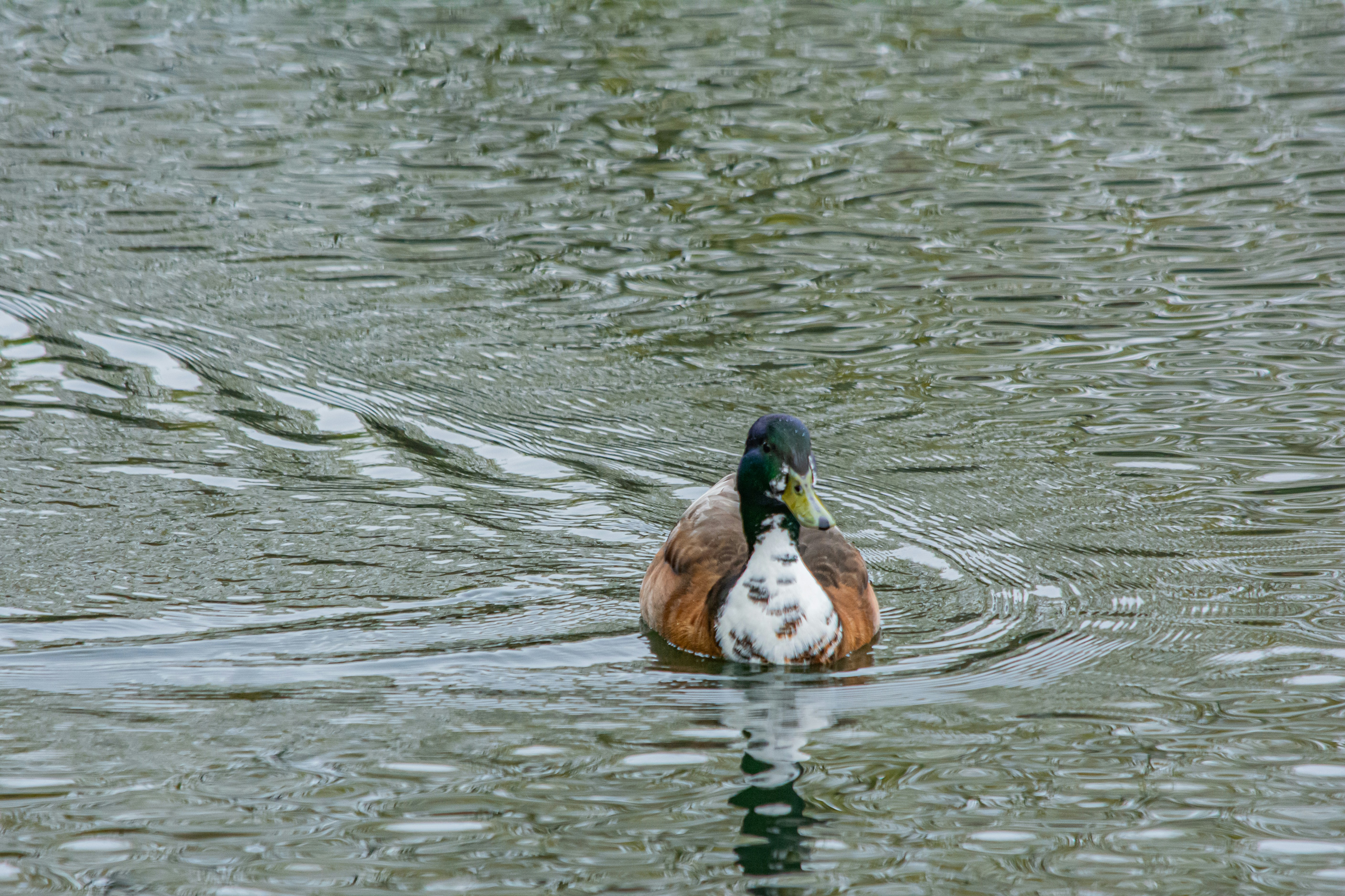 Photo by meenakshibose