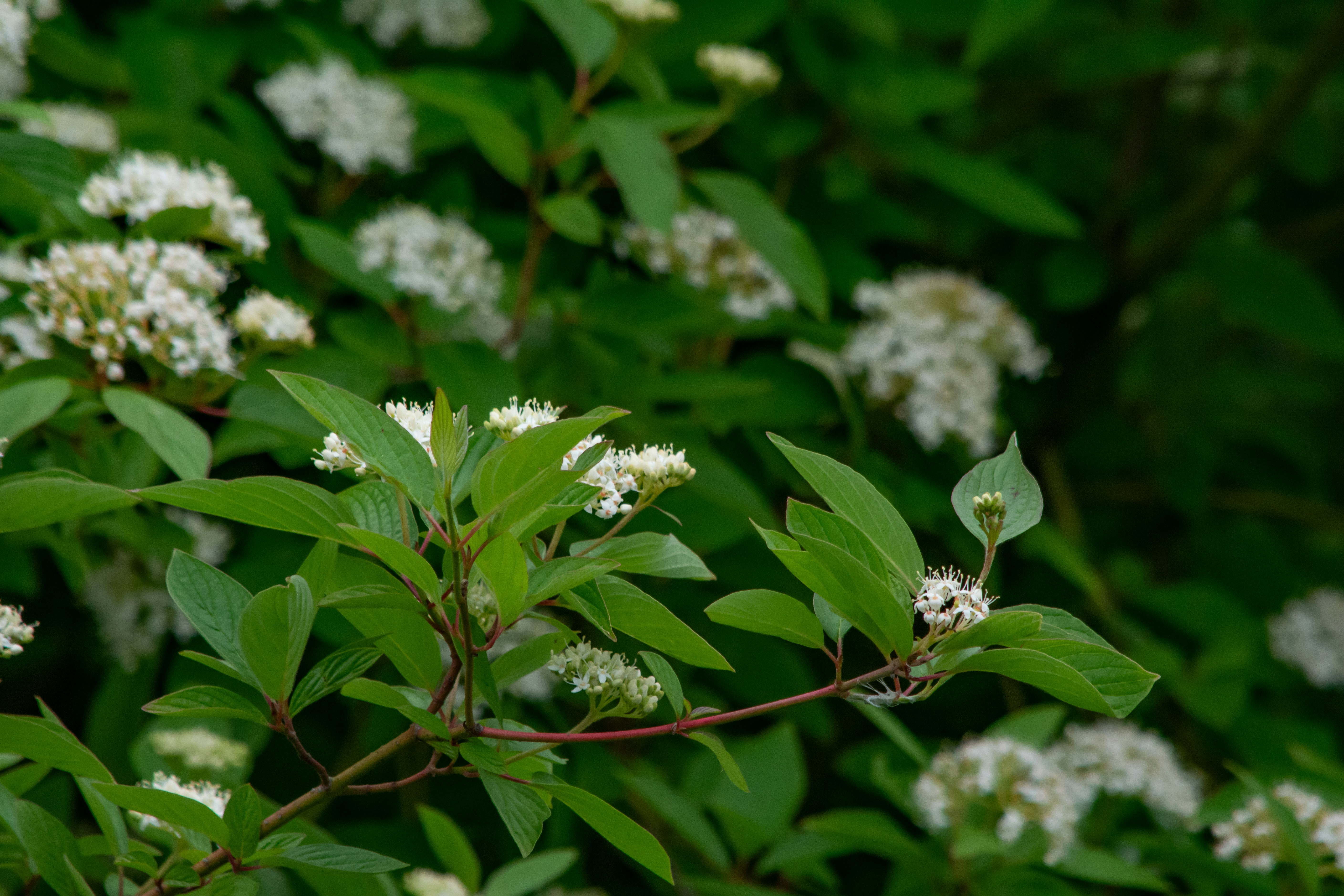 Photo by meenakshibose