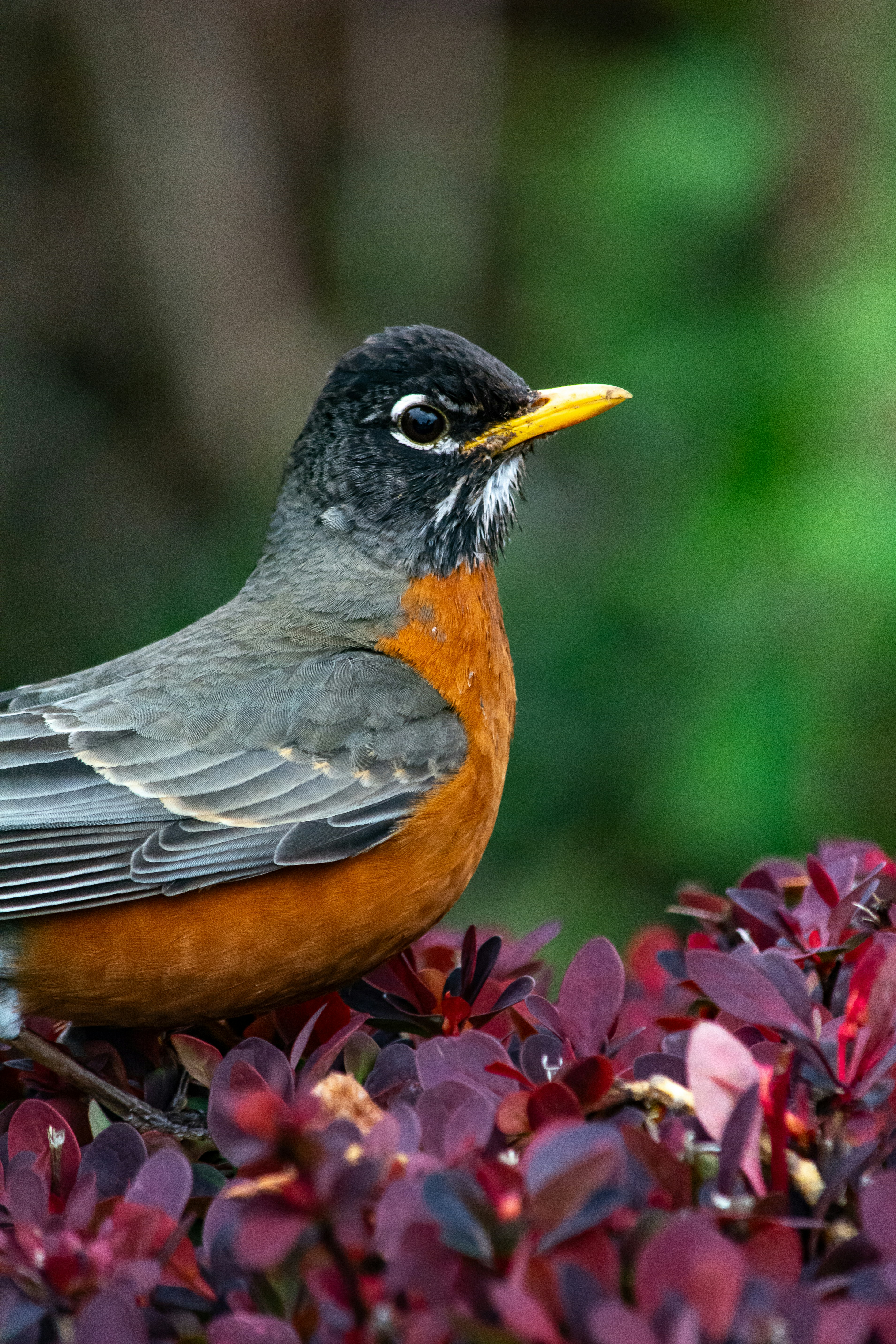 Photo by meenakshibose