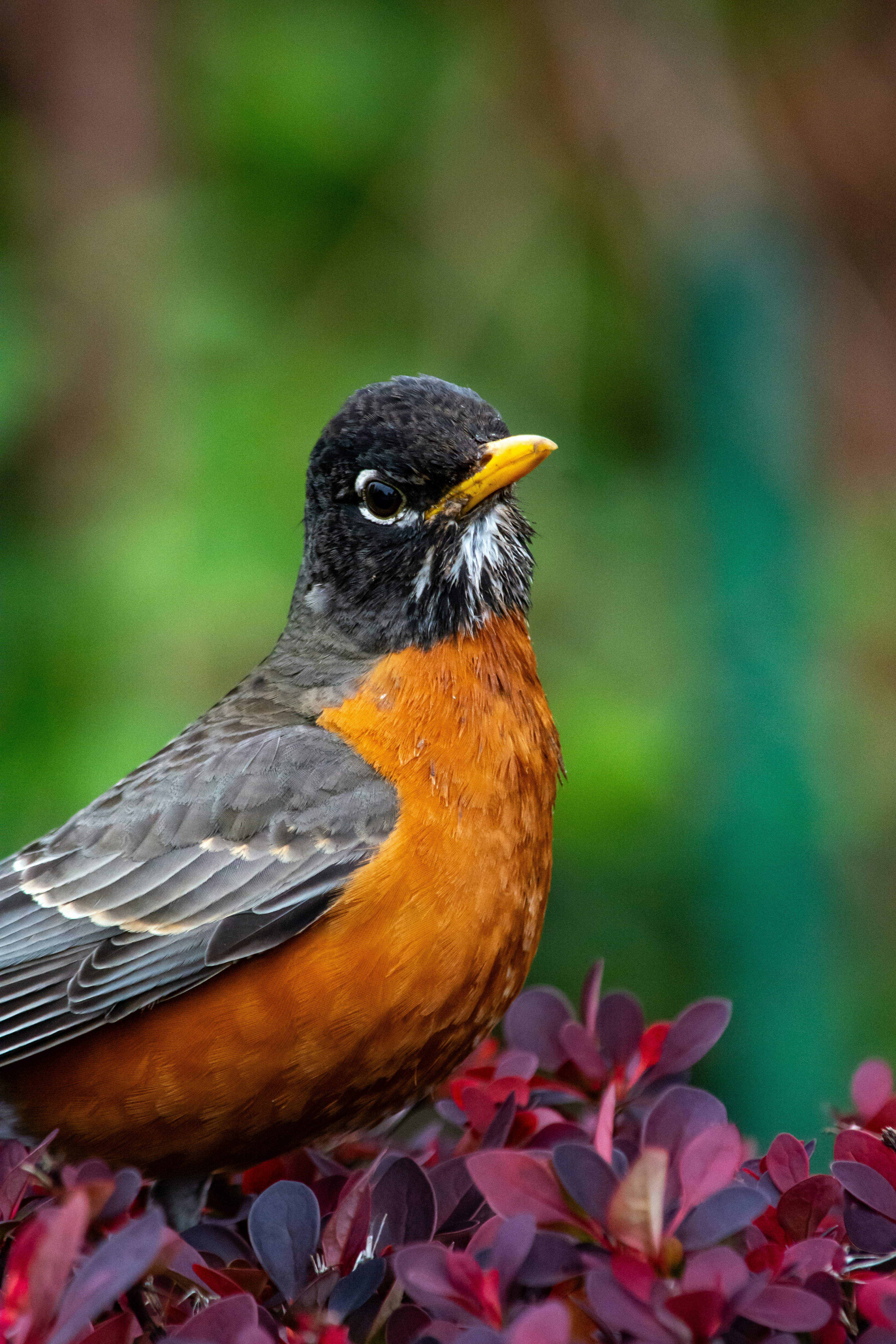 Photo by meenakshibose