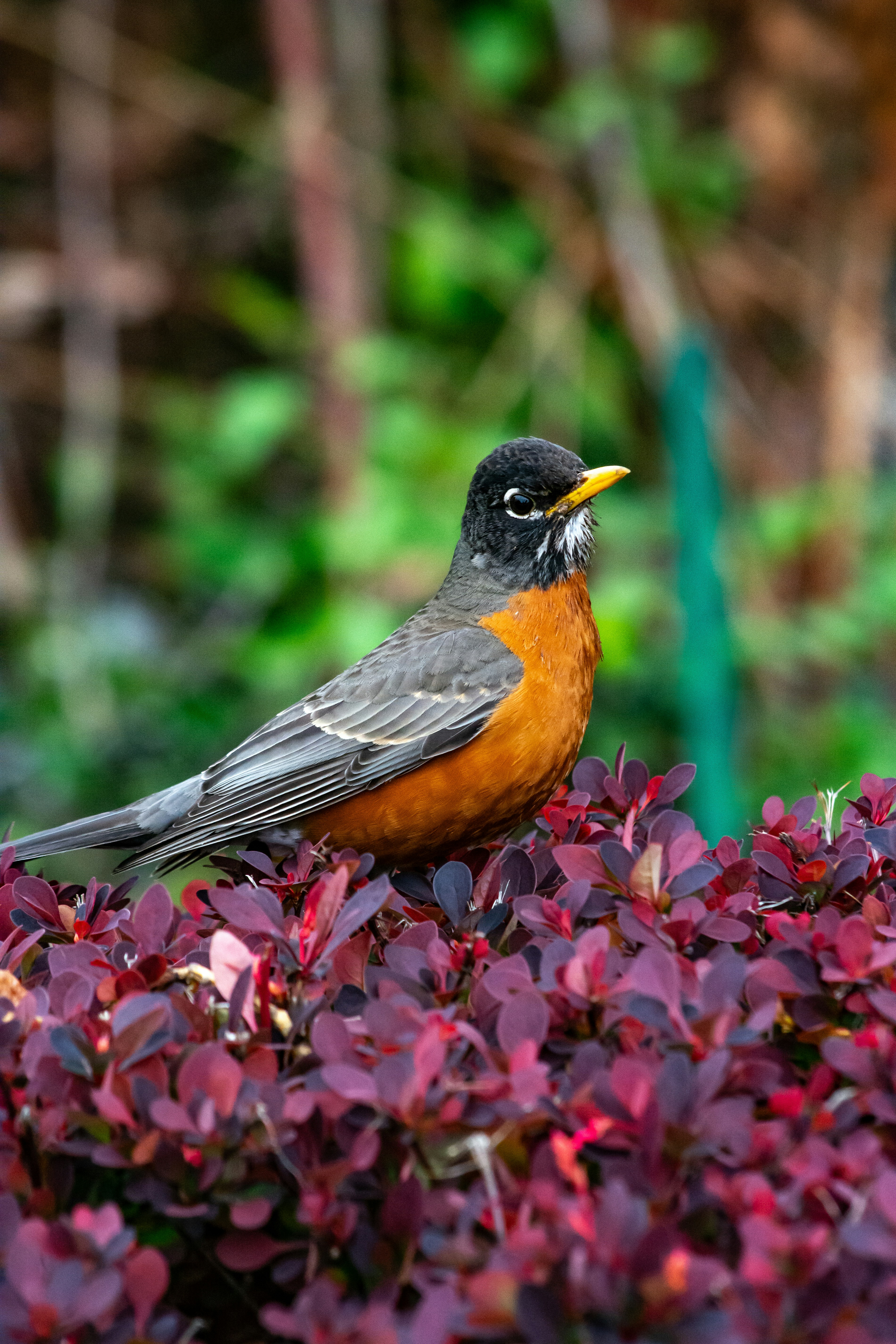 Photo by meenakshibose