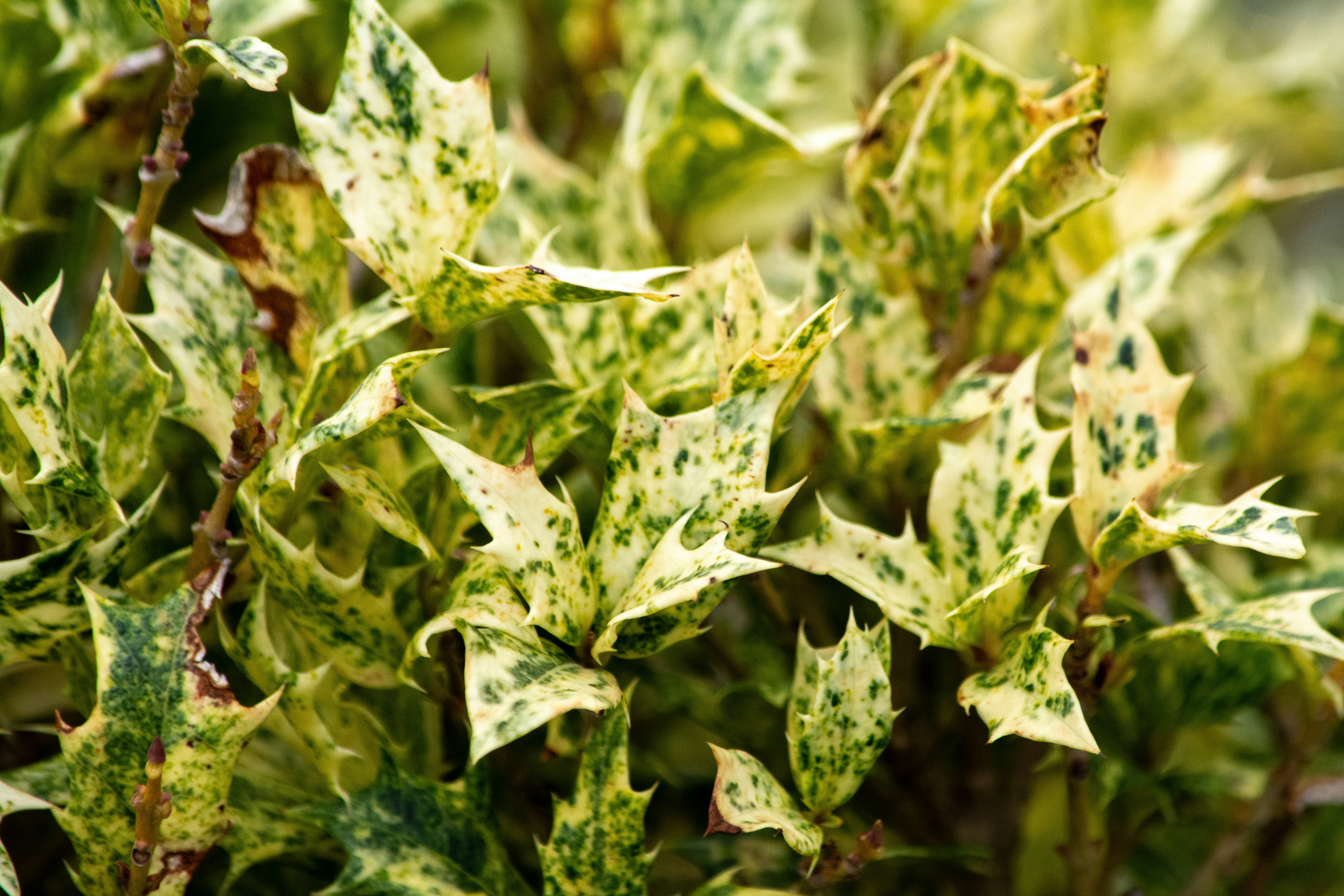 Photo by meenakshibose