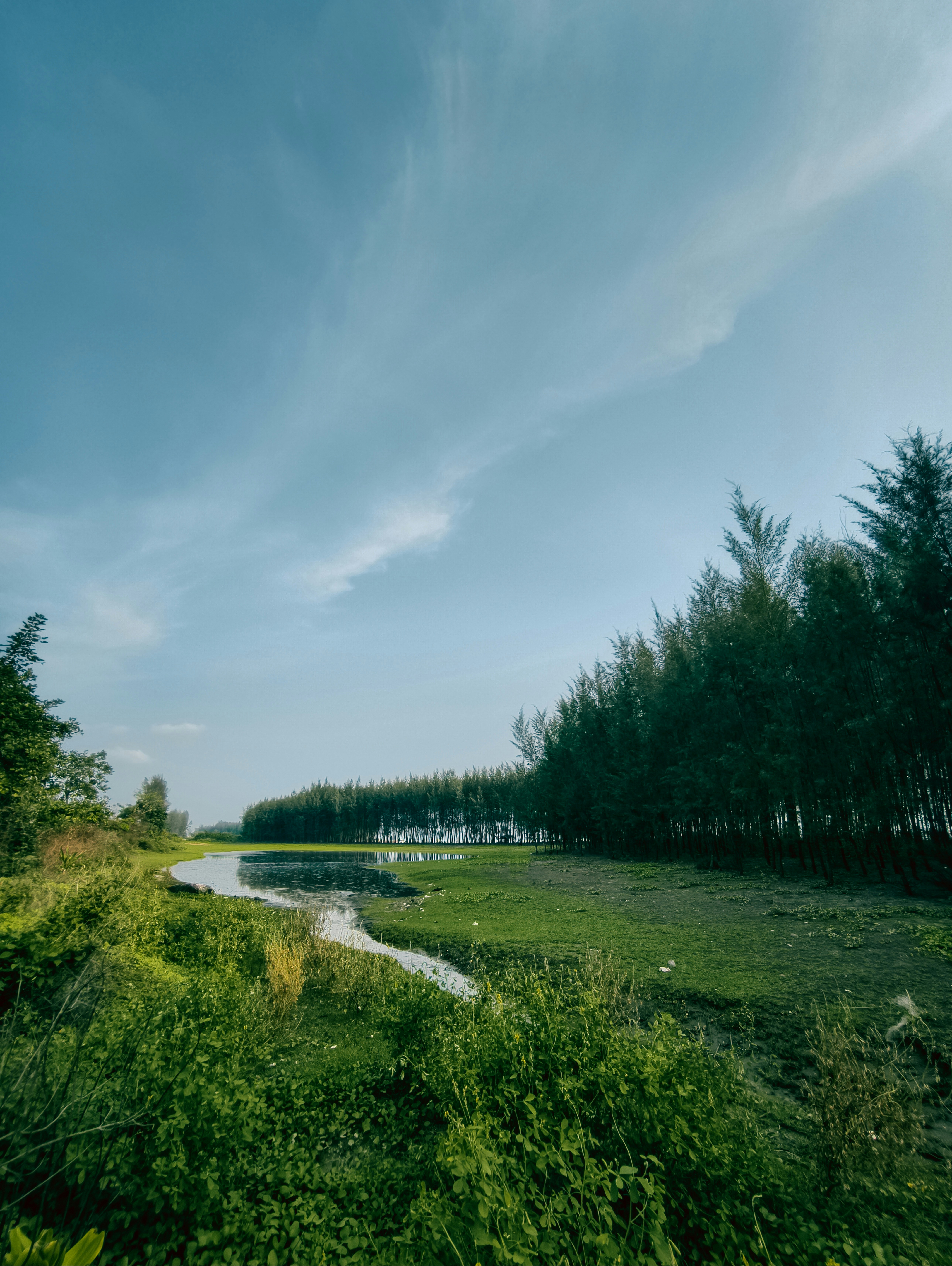 a river running through a lush green forest