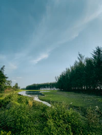 a river running through a lush green forest
