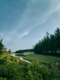 a river running through a lush green forest