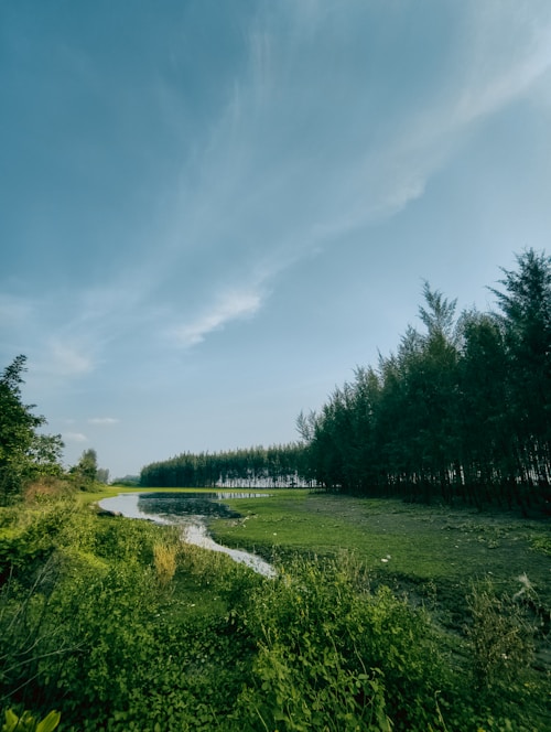 a river running through a lush green forest