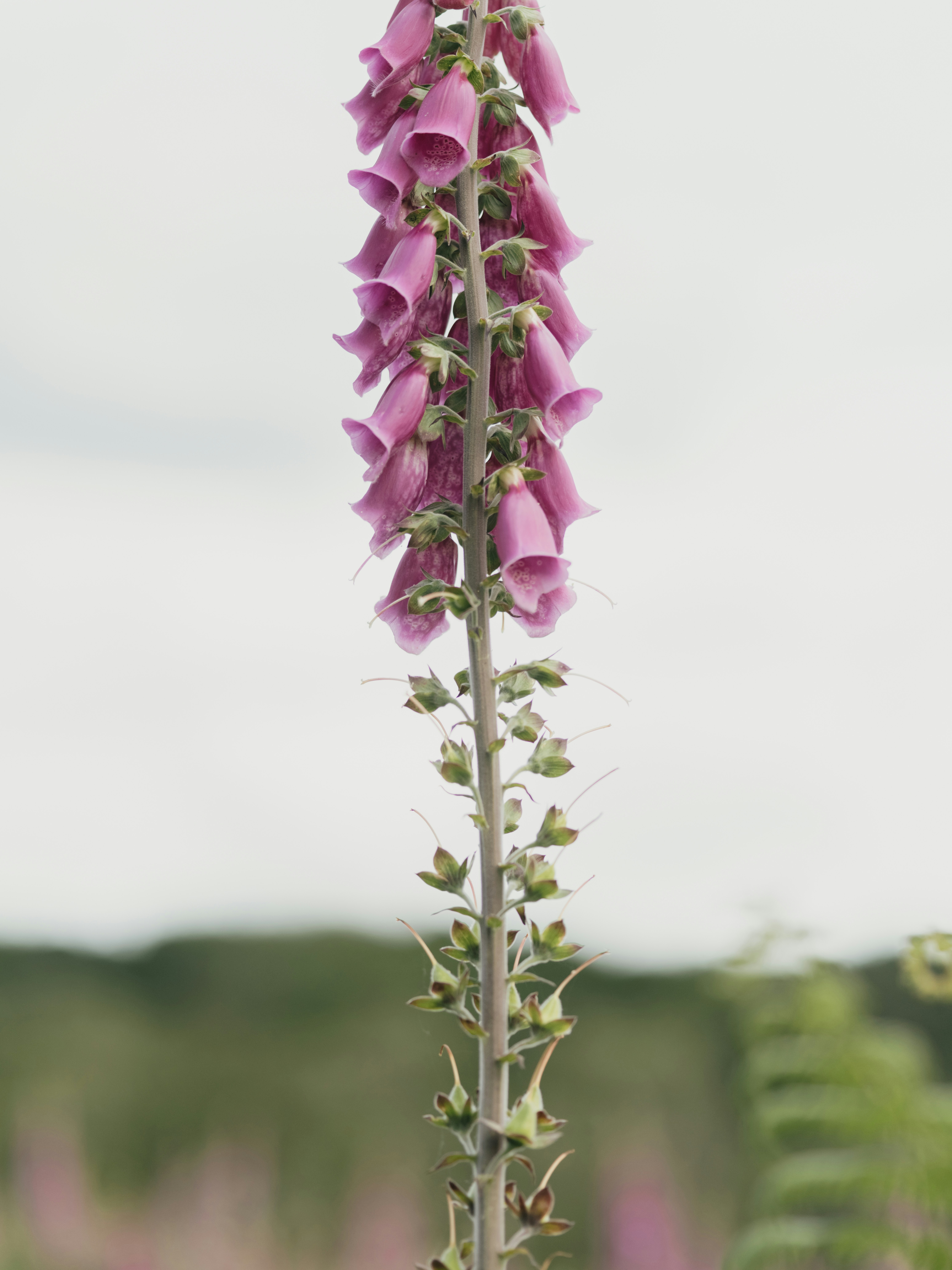 Photo by anniespratt