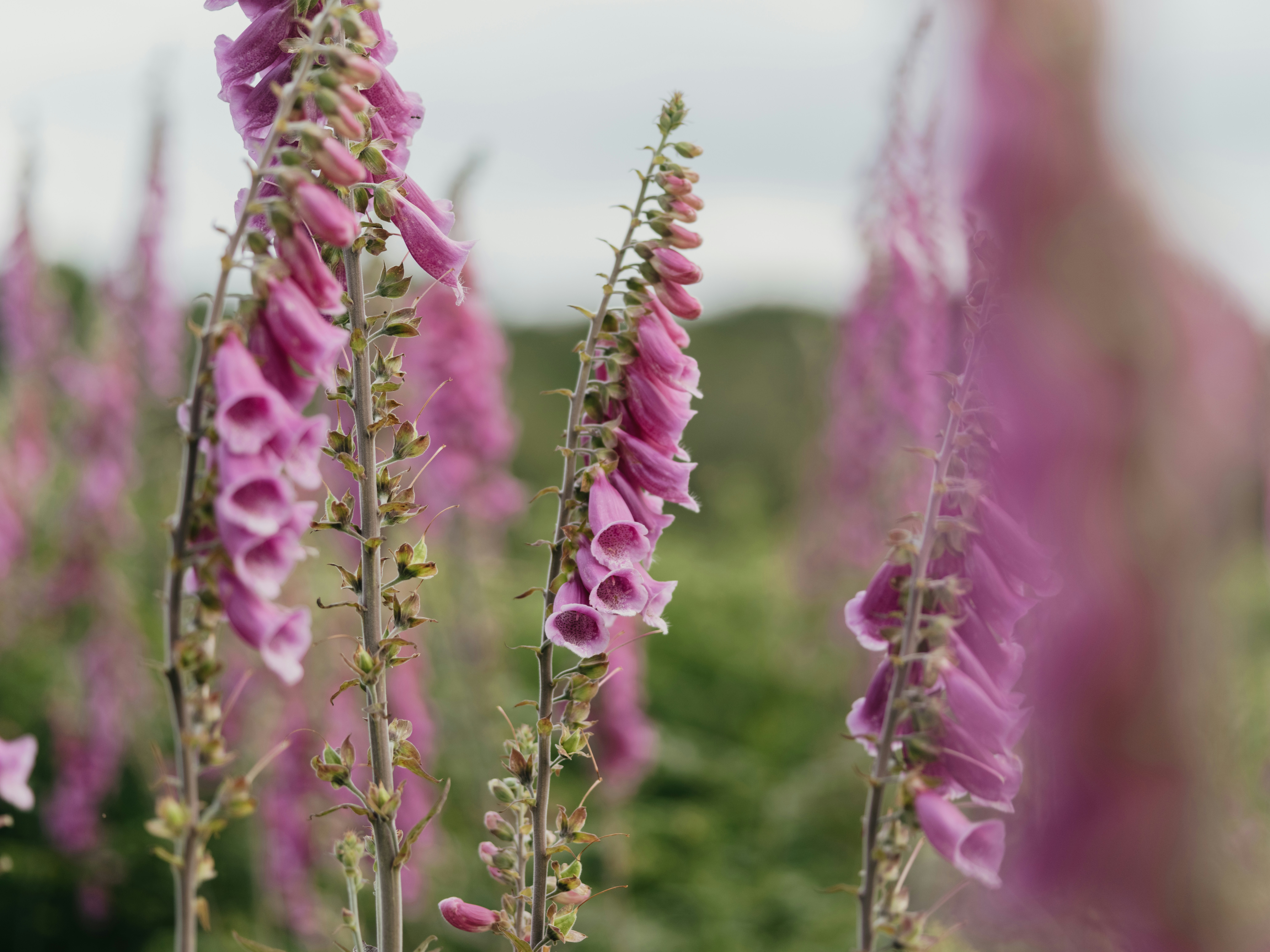 Photo by anniespratt