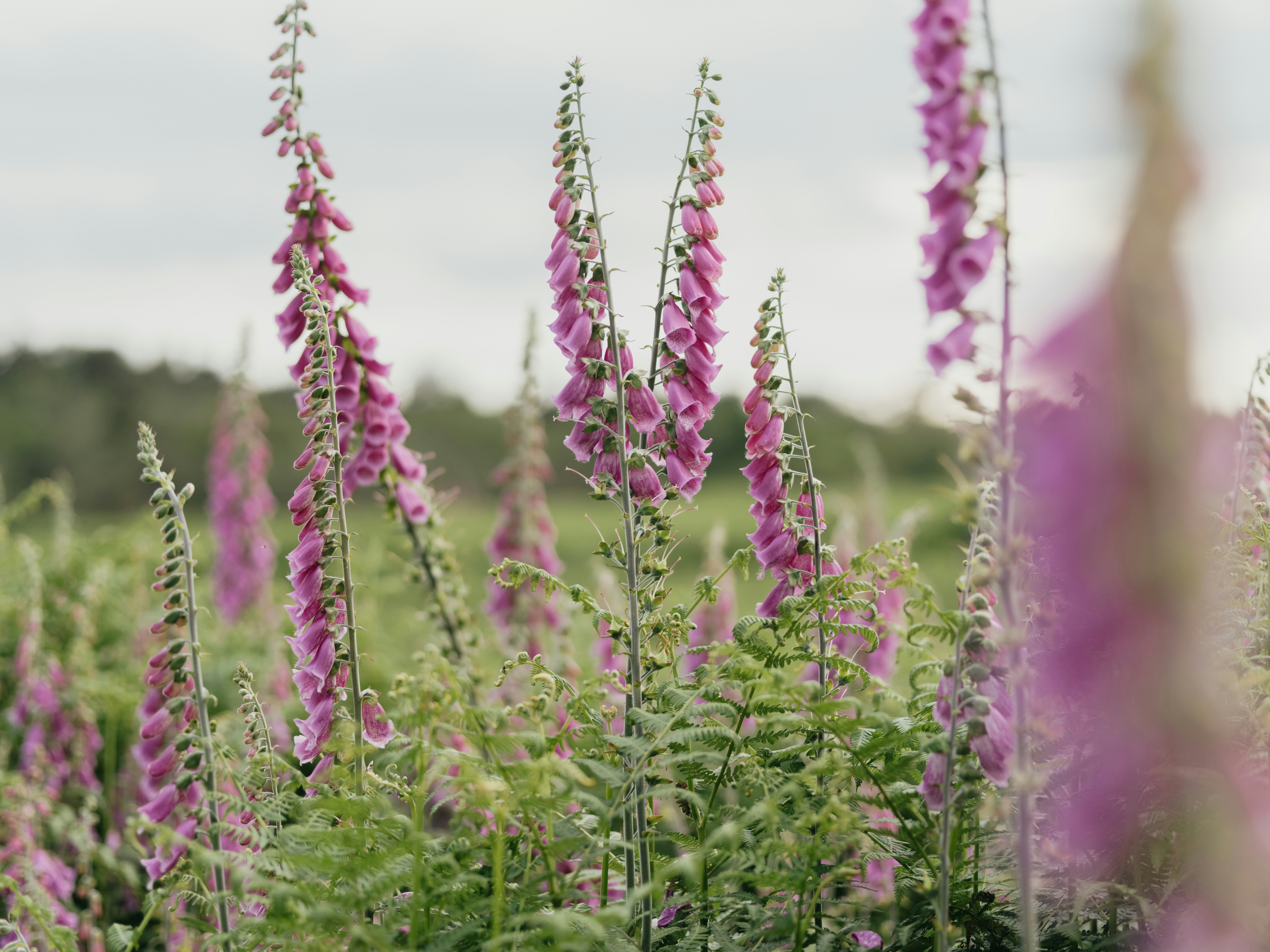 Photo by anniespratt