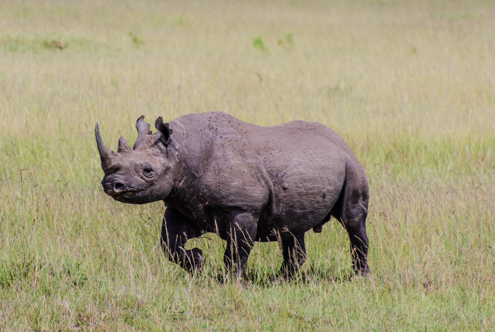 A rhino standing in tall grass on the crater floor, one of the last reliable sightings left