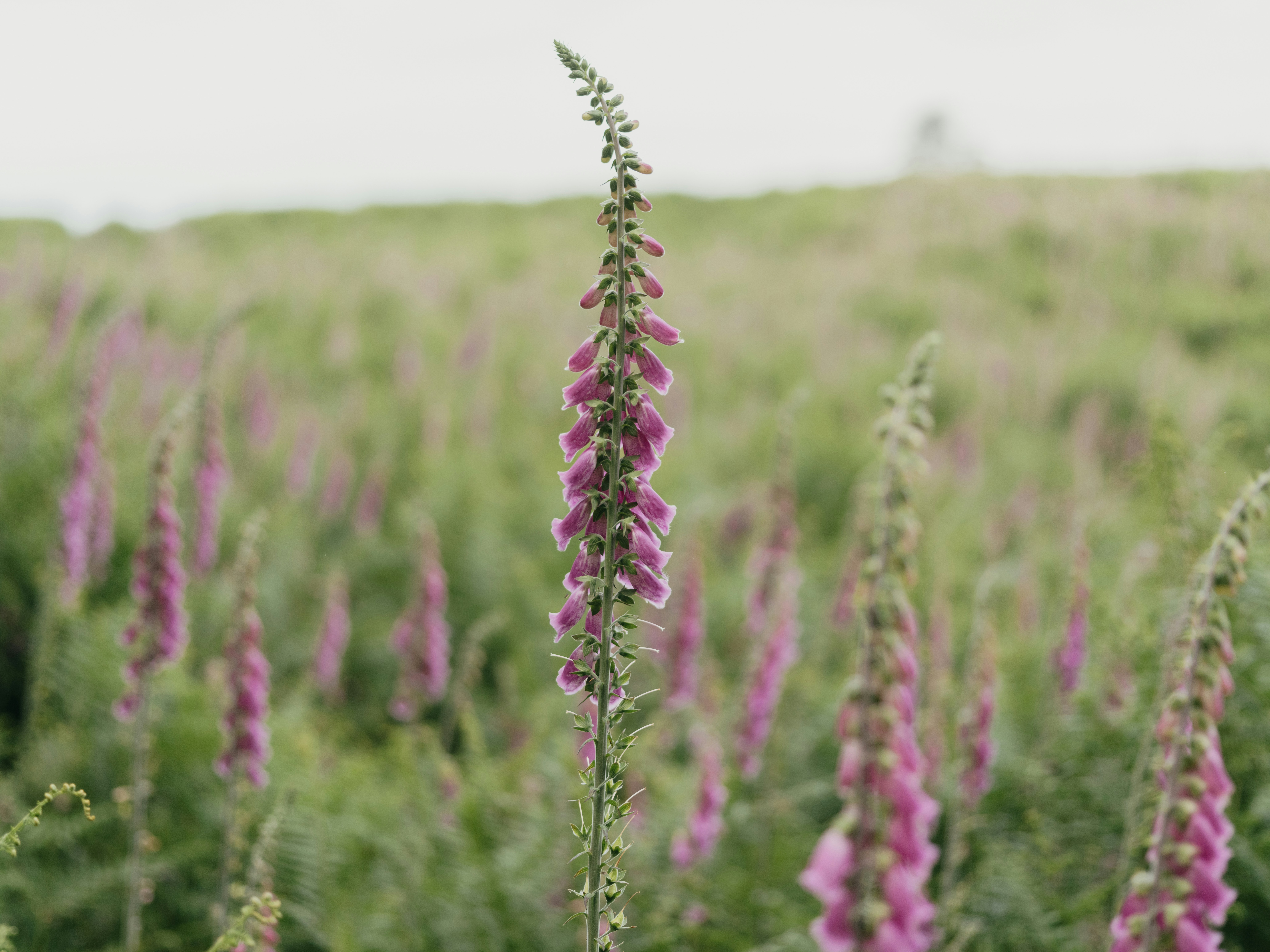 Photo by anniespratt