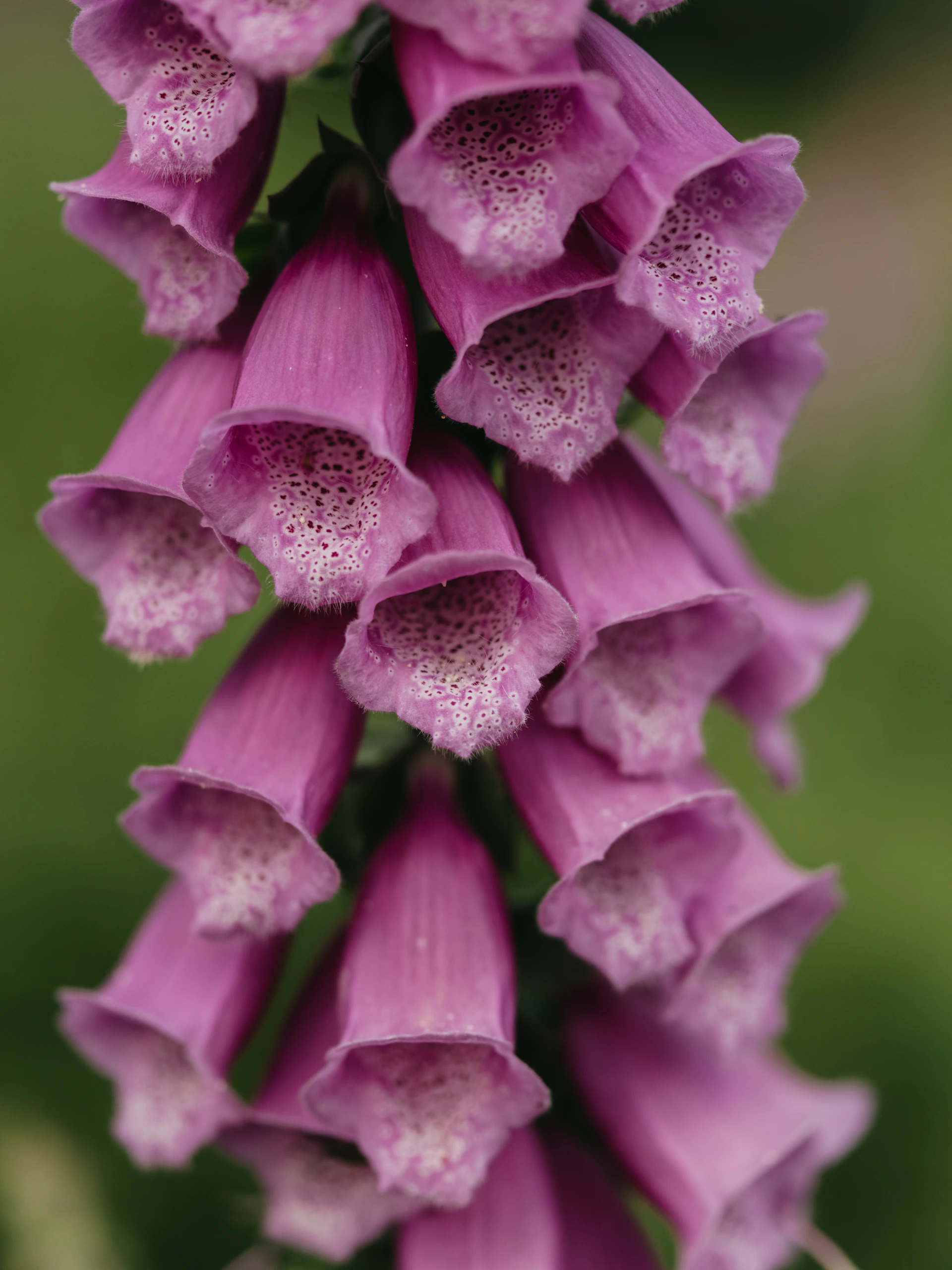 a close up of a bunch of purple flowers
