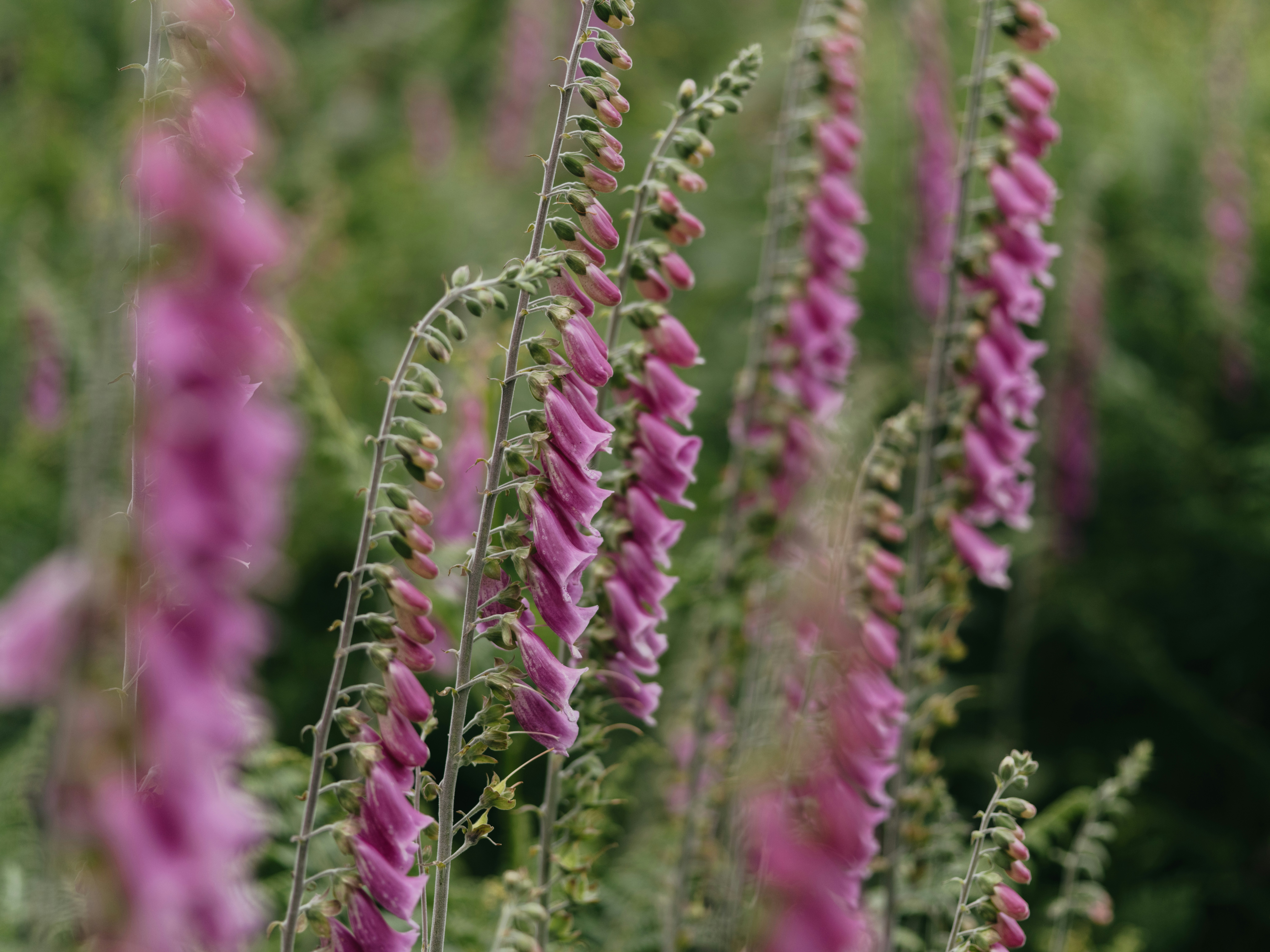 Photo by anniespratt