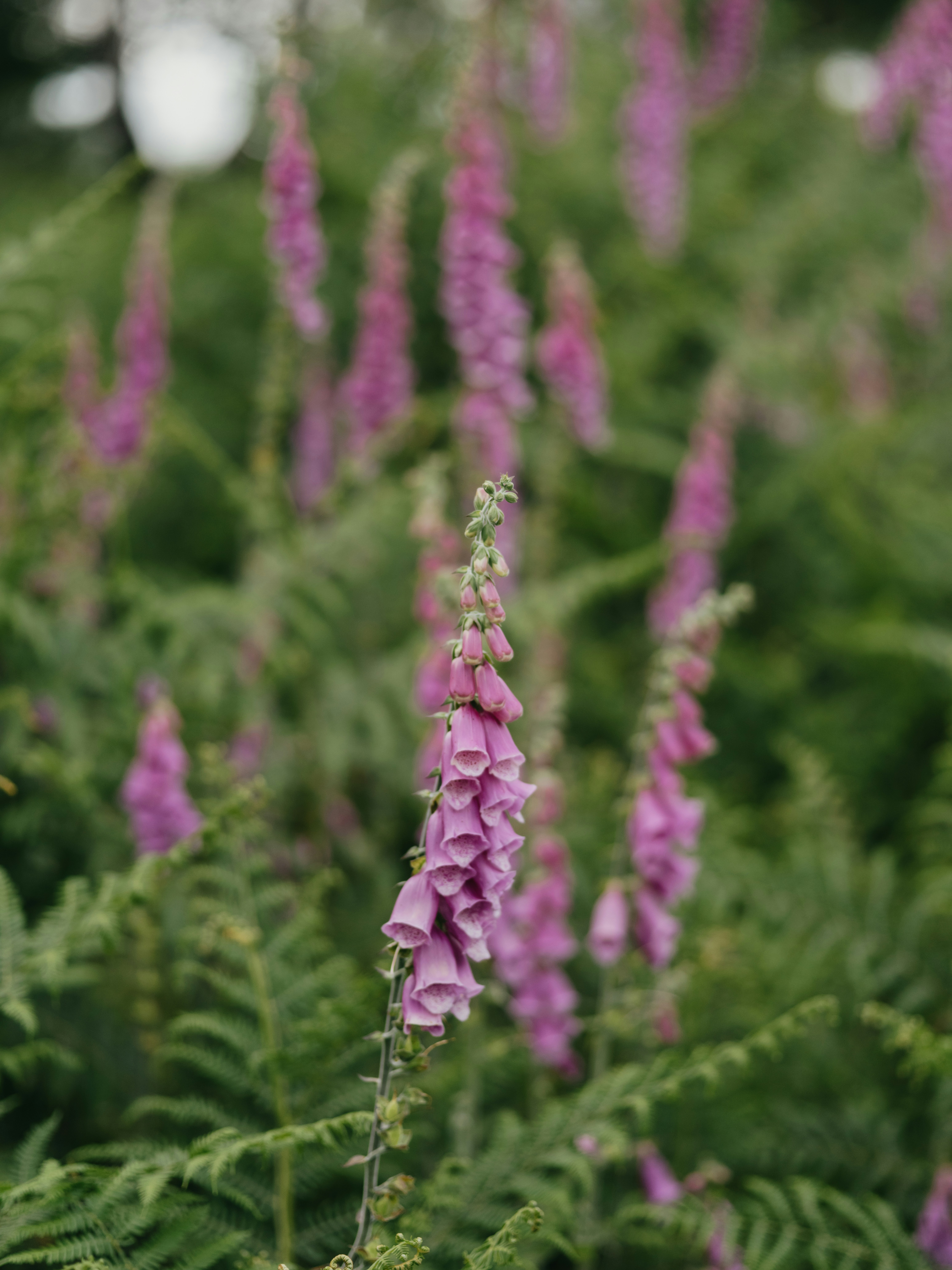 Photo by anniespratt