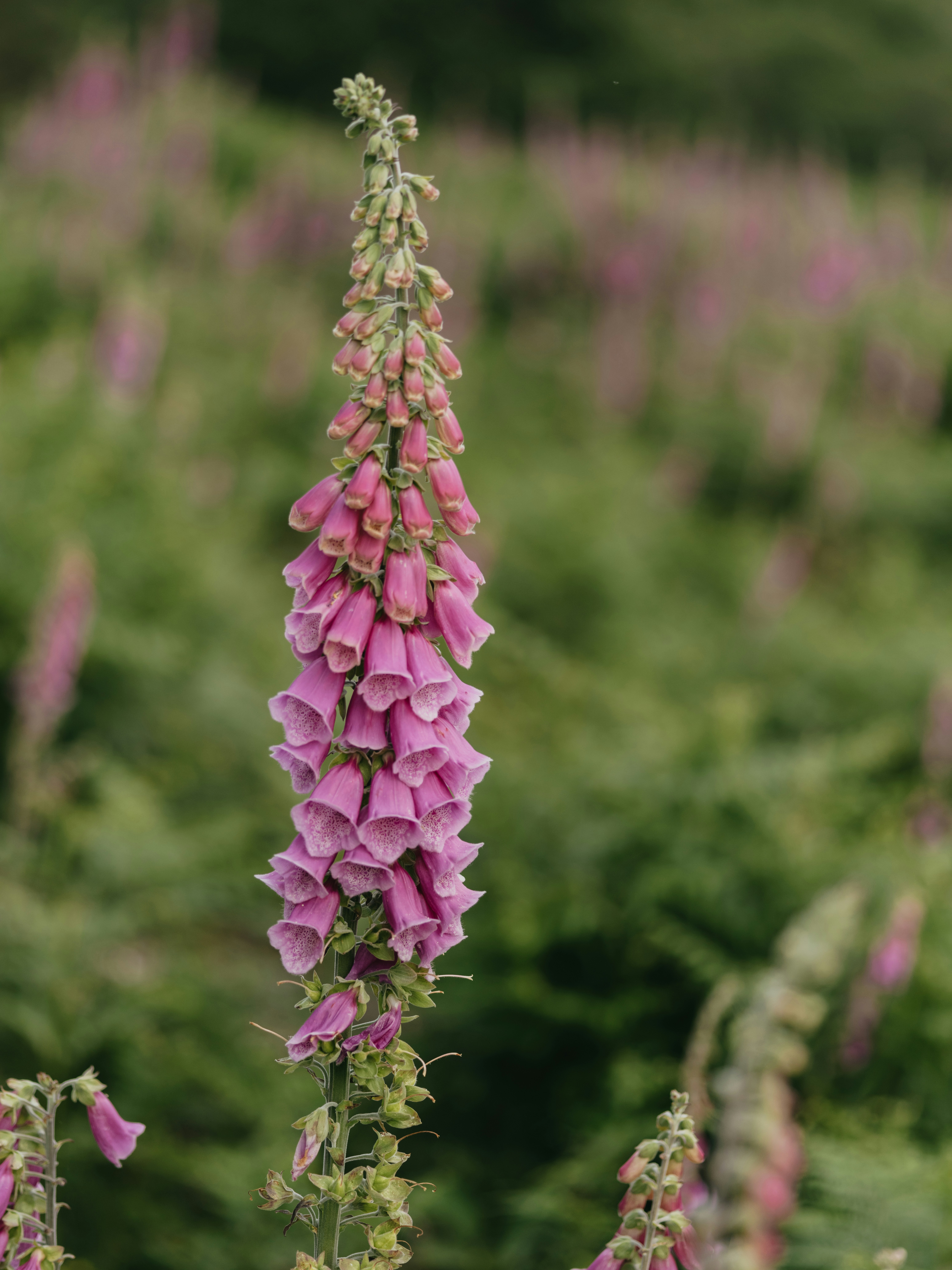 Photo by anniespratt