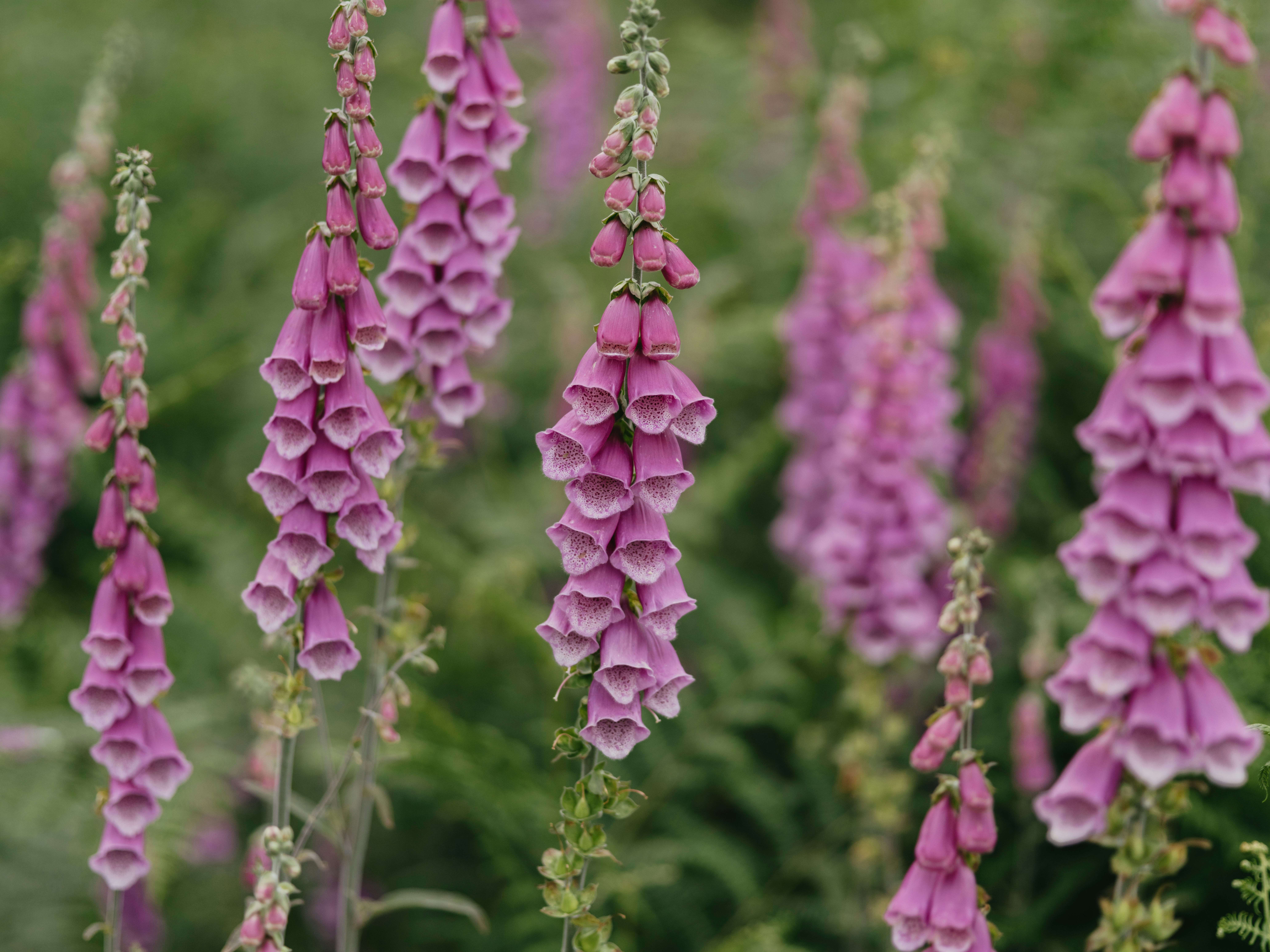 Photo by anniespratt