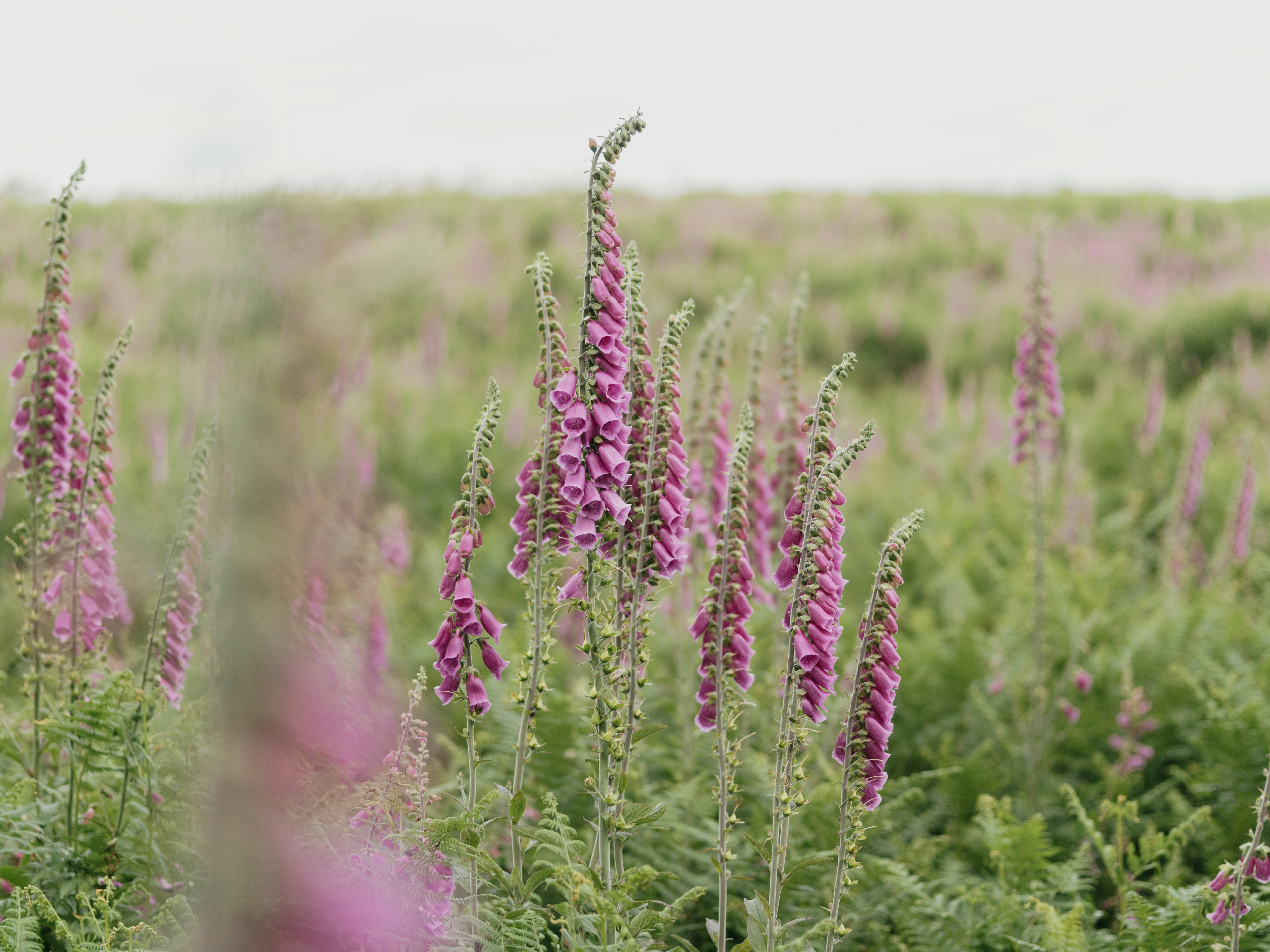 Photo by anniespratt