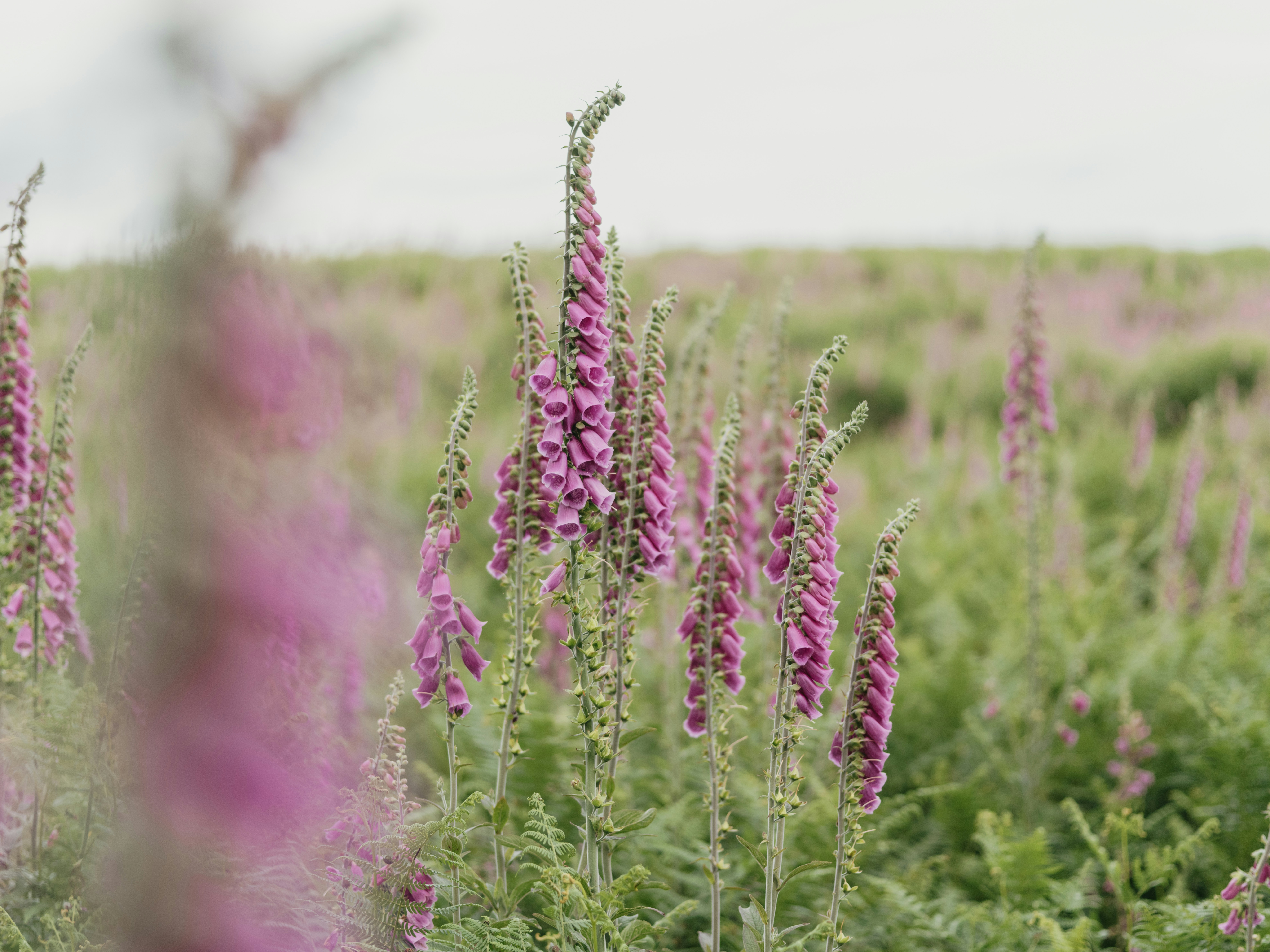 Photo by anniespratt