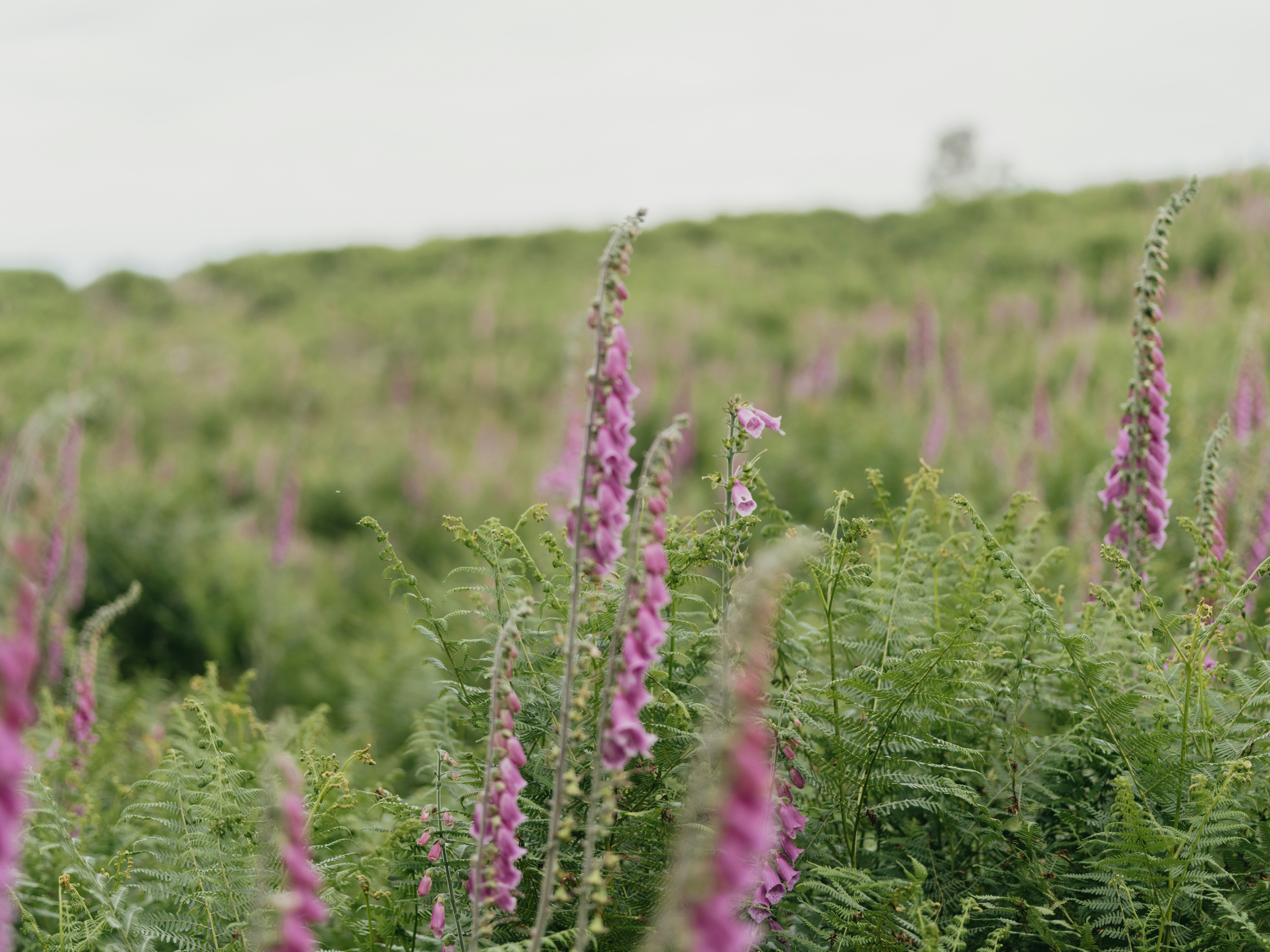 Photo by anniespratt