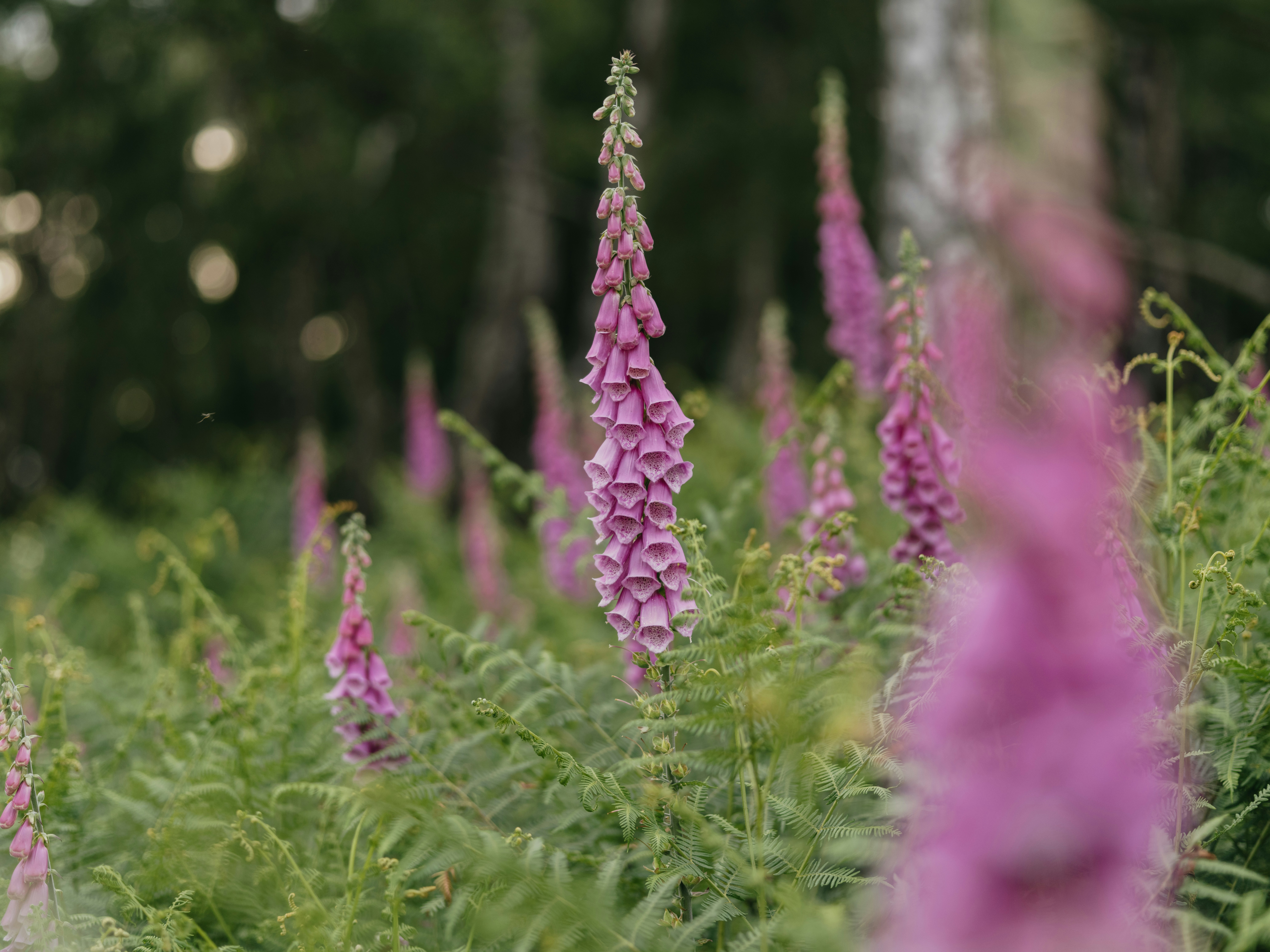 Photo by anniespratt