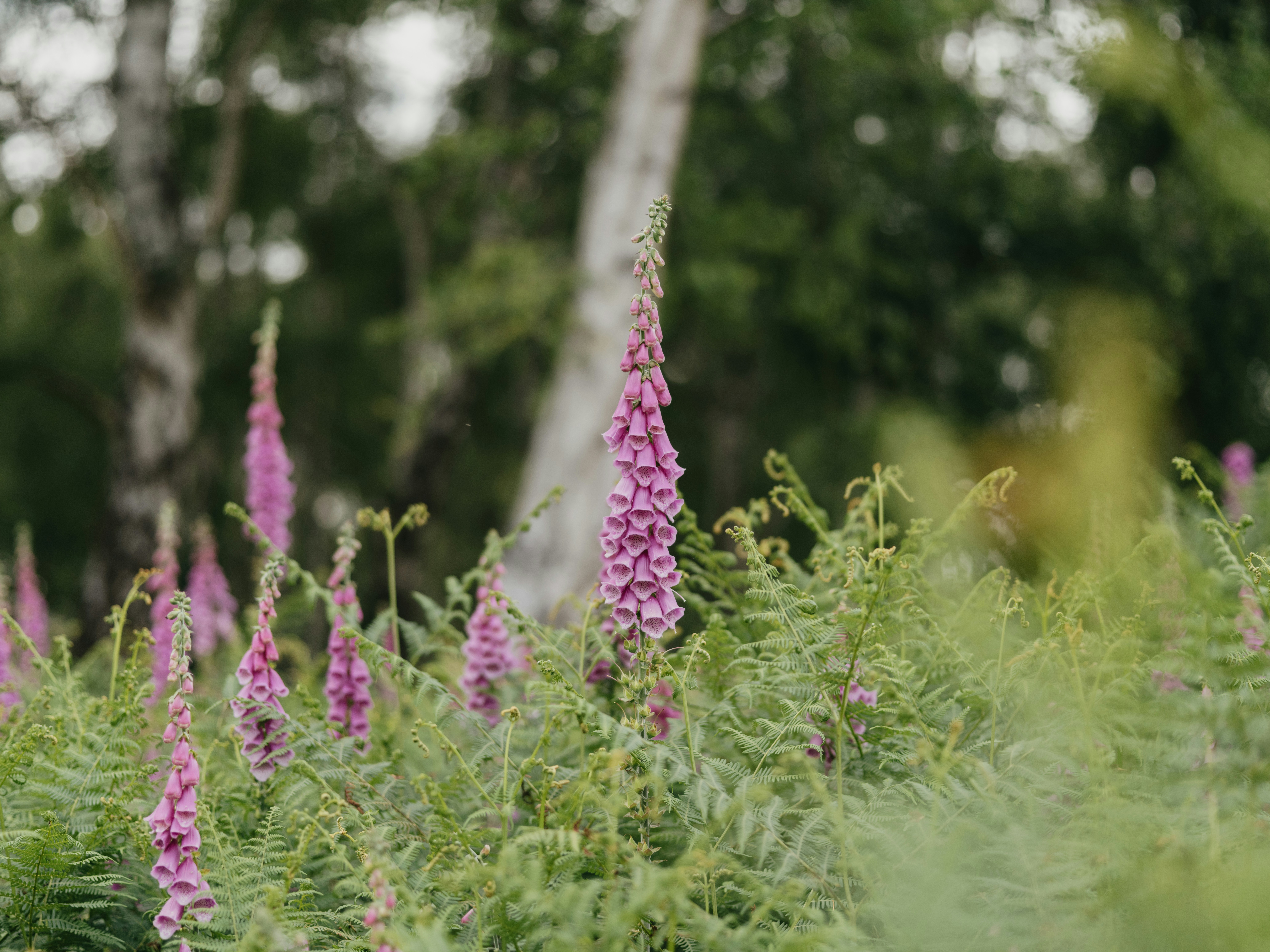 Photo by anniespratt