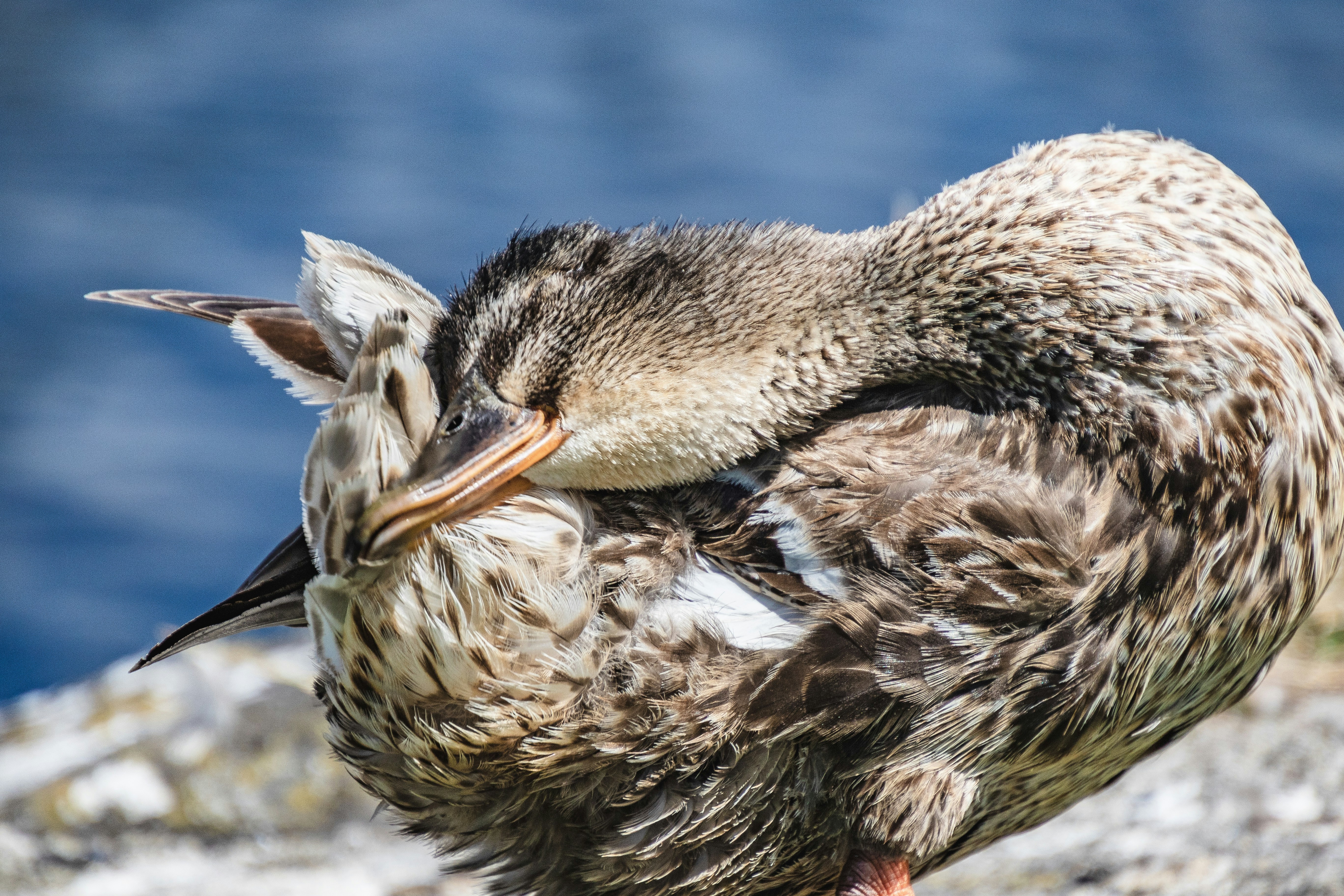 Photo by starkie_pics