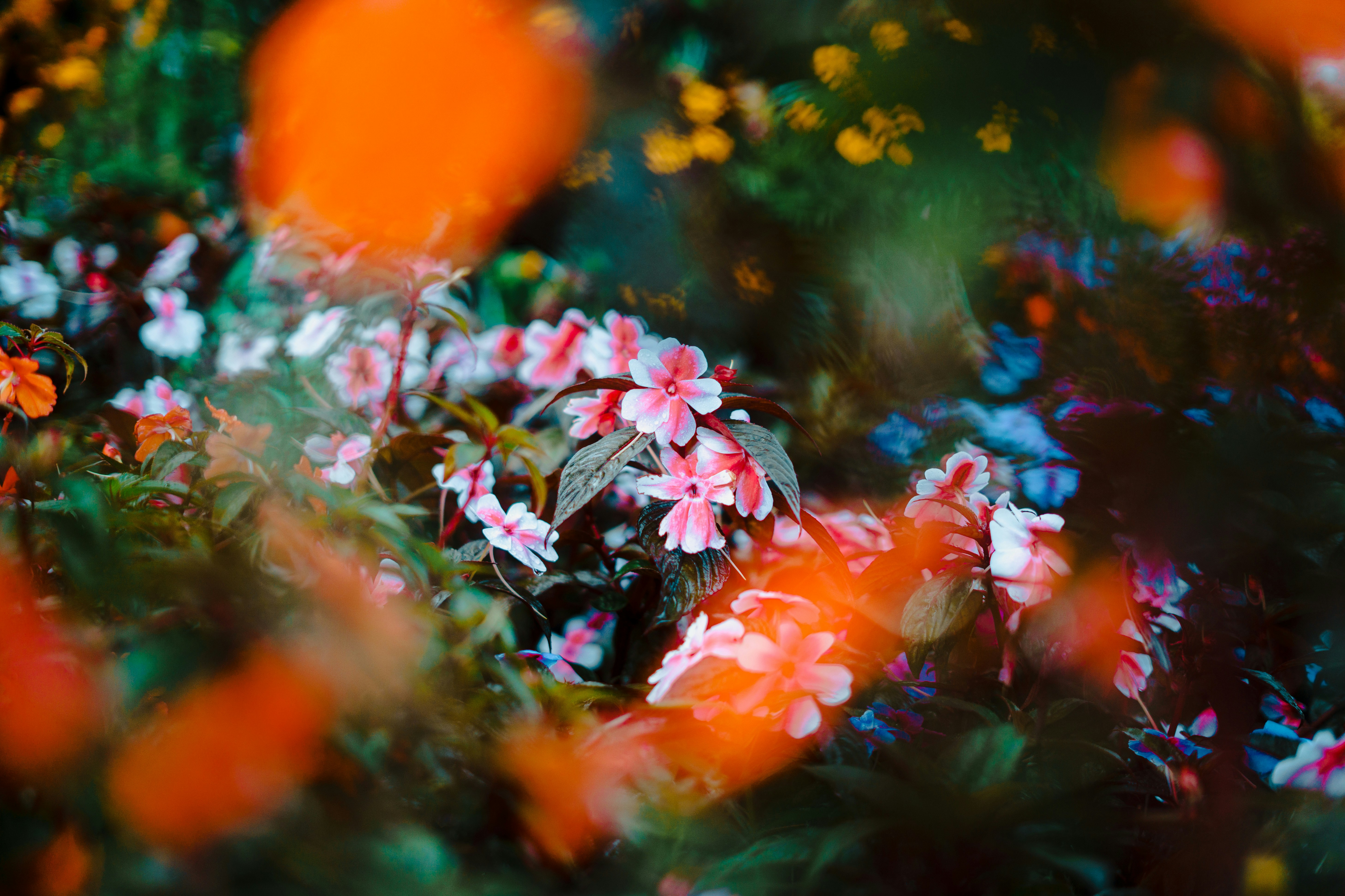 Colorful mithai collection