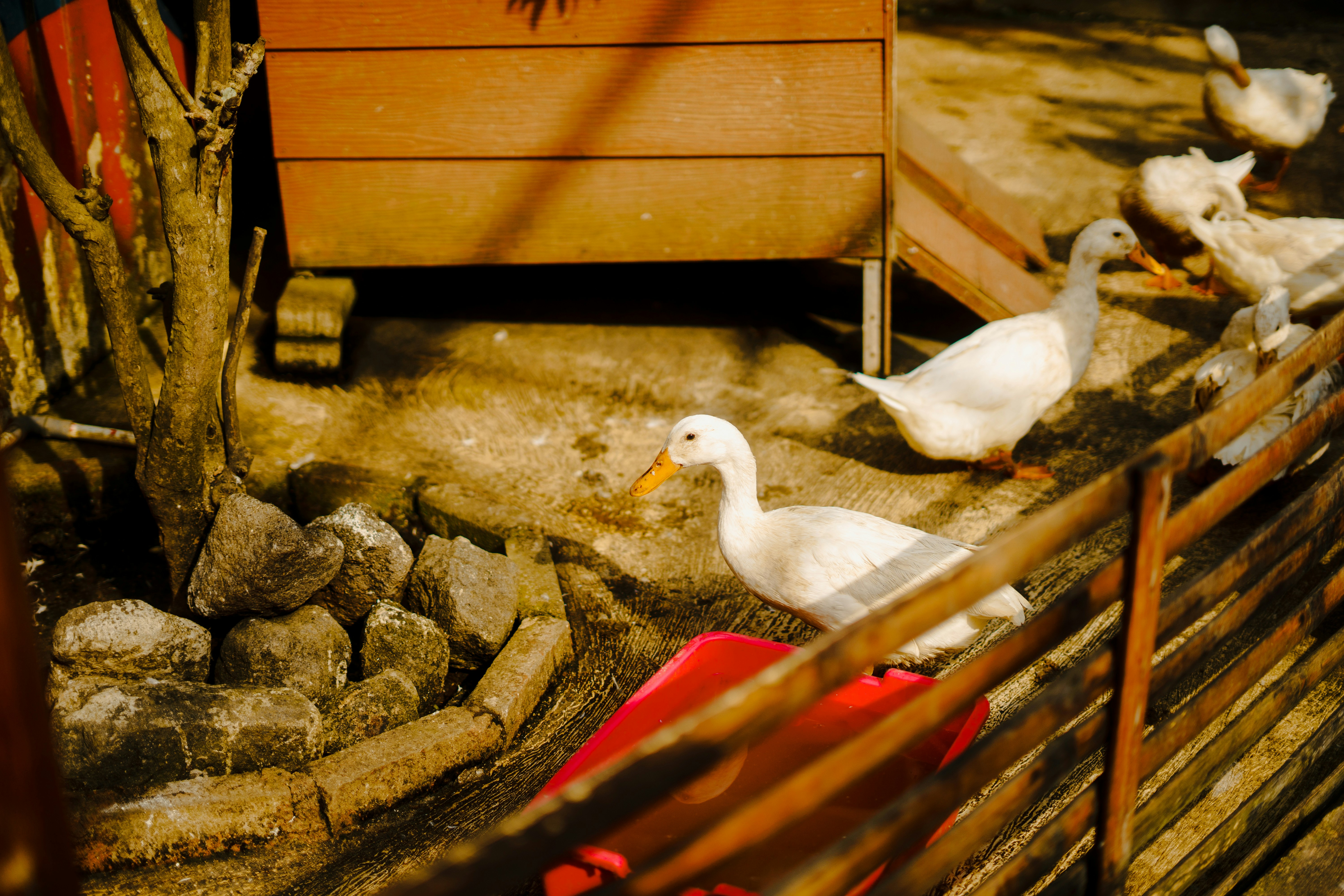 A group of white ducks standing next to each other photo – Free Brown ...