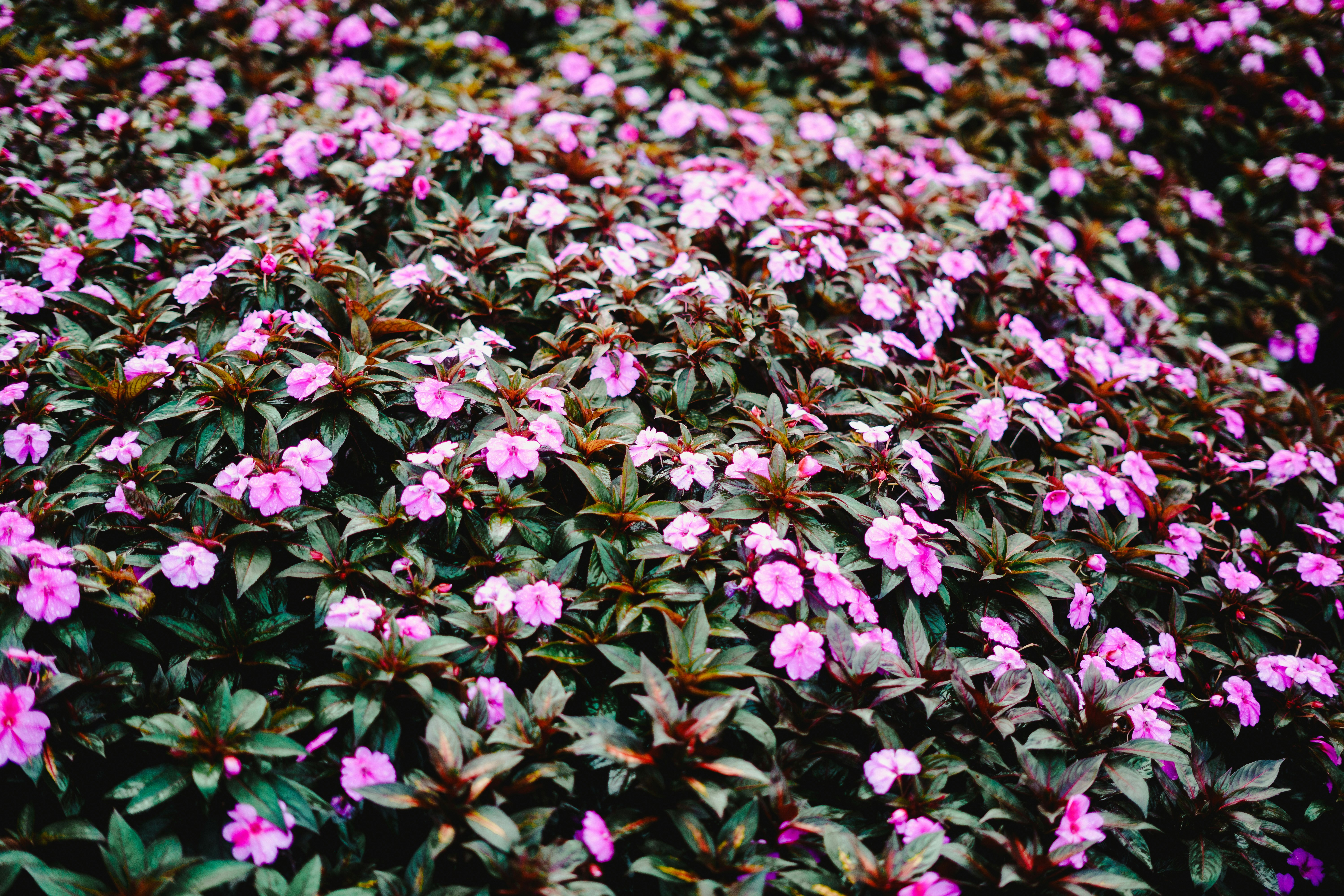 Photo by dispandu