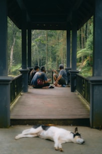 a dog laying on the ground in front of a group of people
