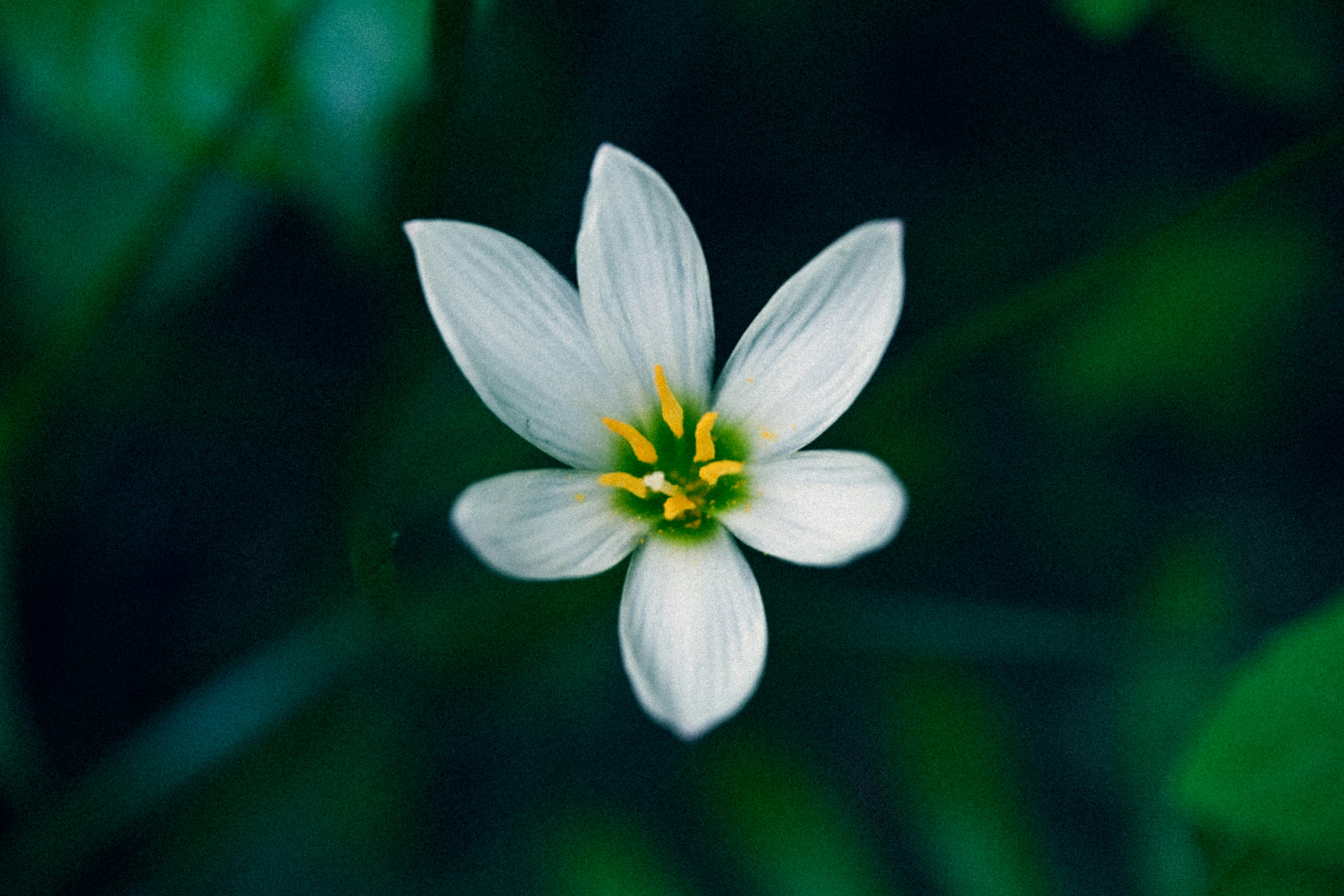 Photo by seanwuphoto