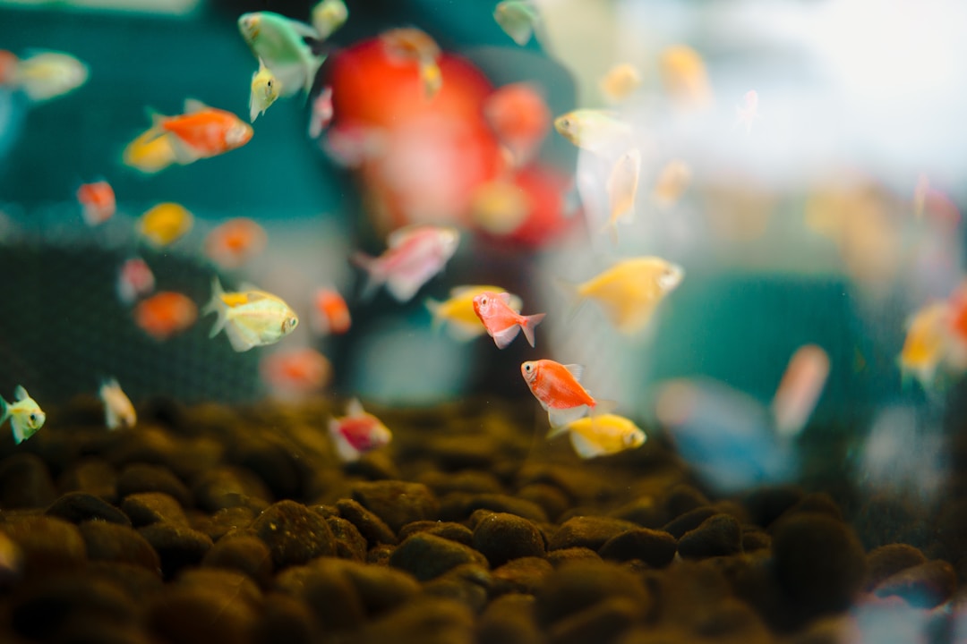 A freshwater aquarium with clear water and healthy fish