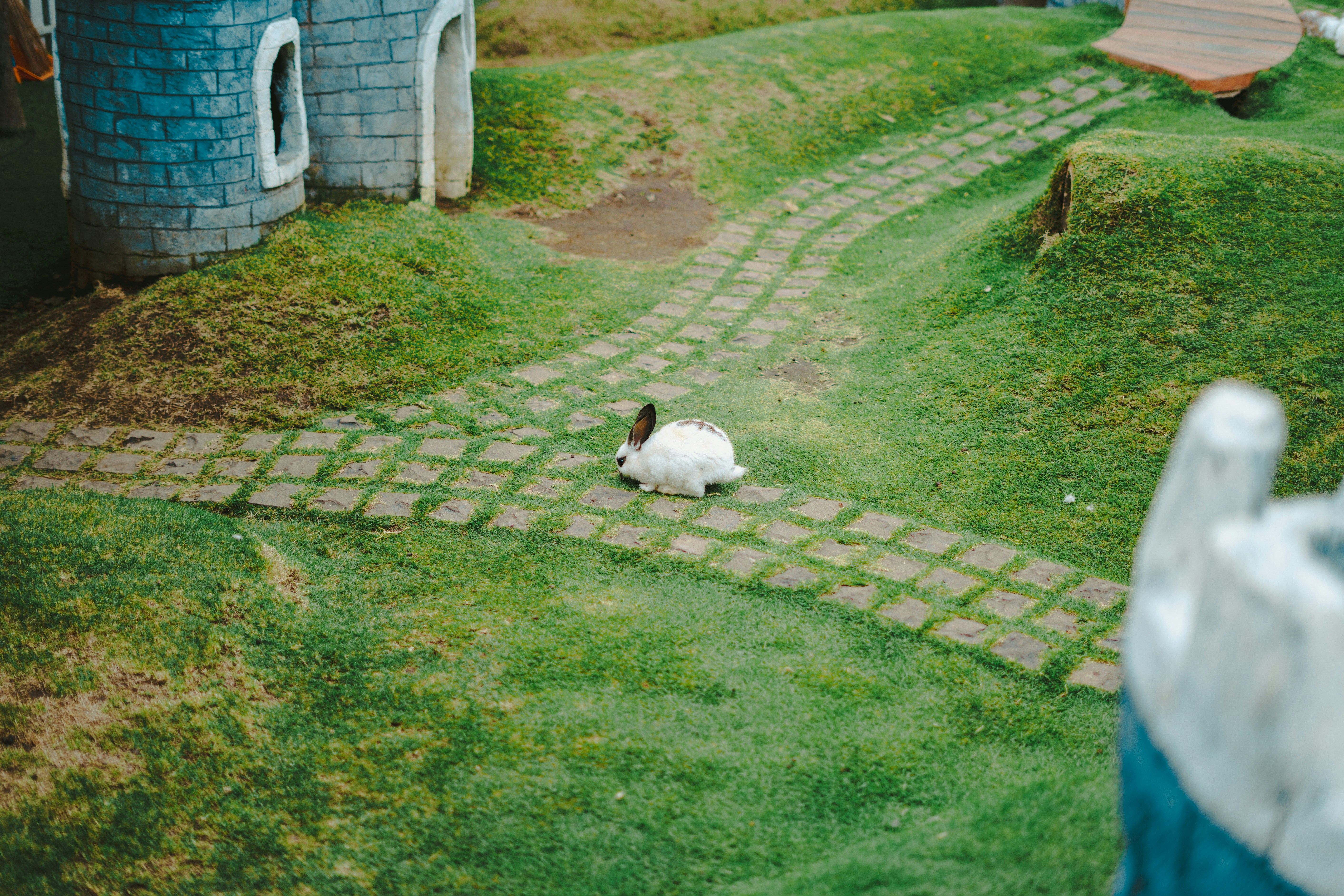 white rabbit playing in the park