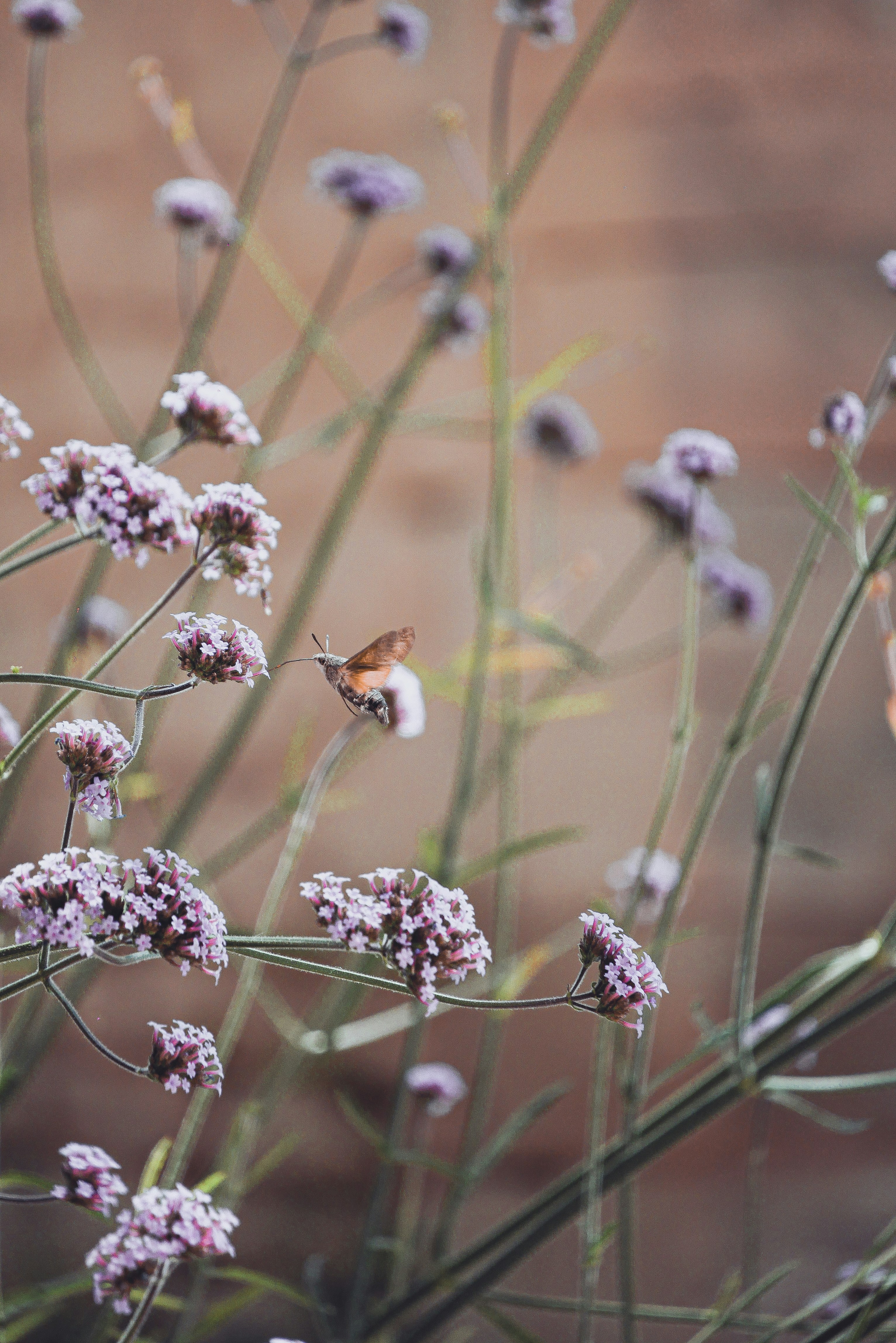 Small Backyard Garden Design Inspirations