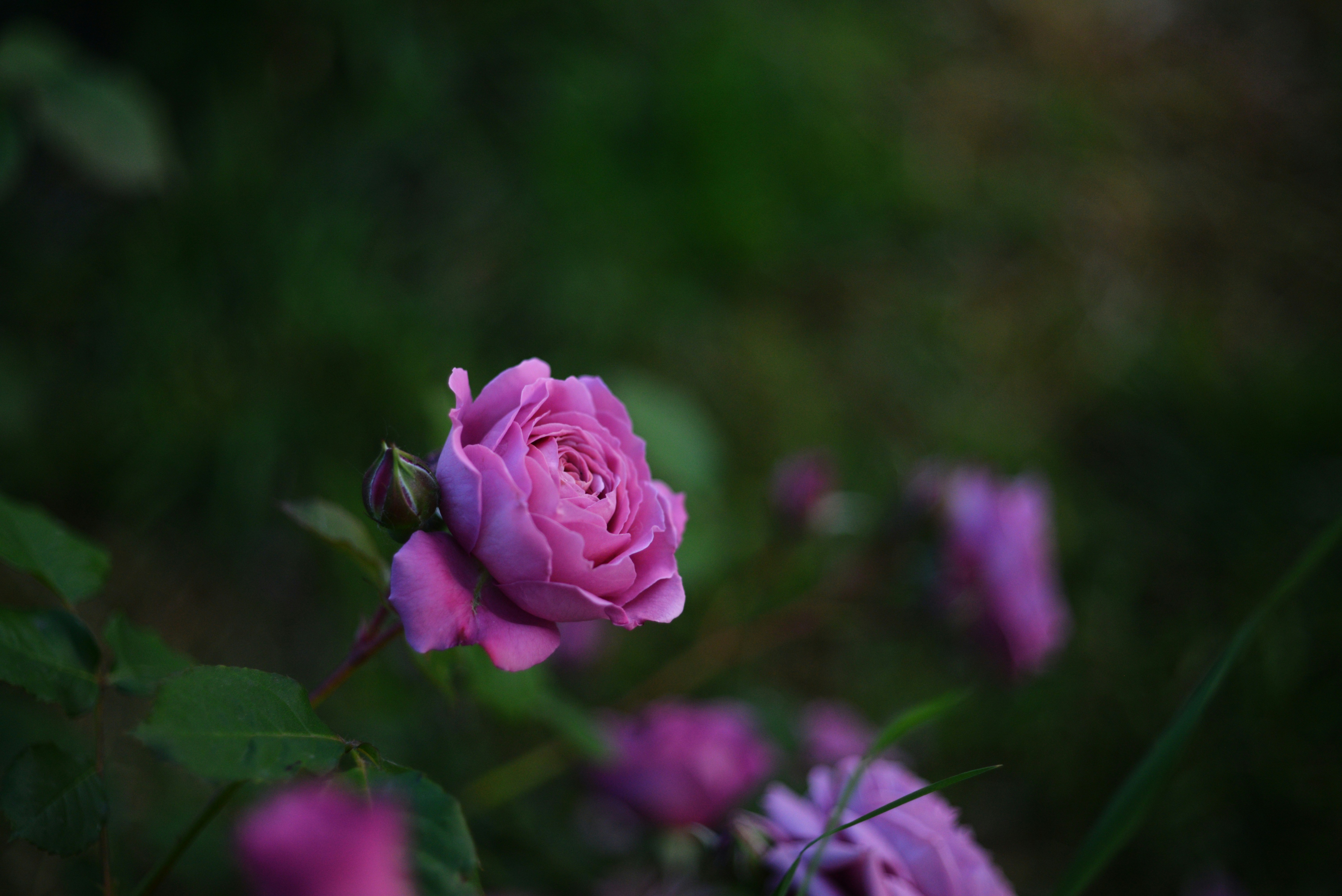 Photo by cherstve_pechivo