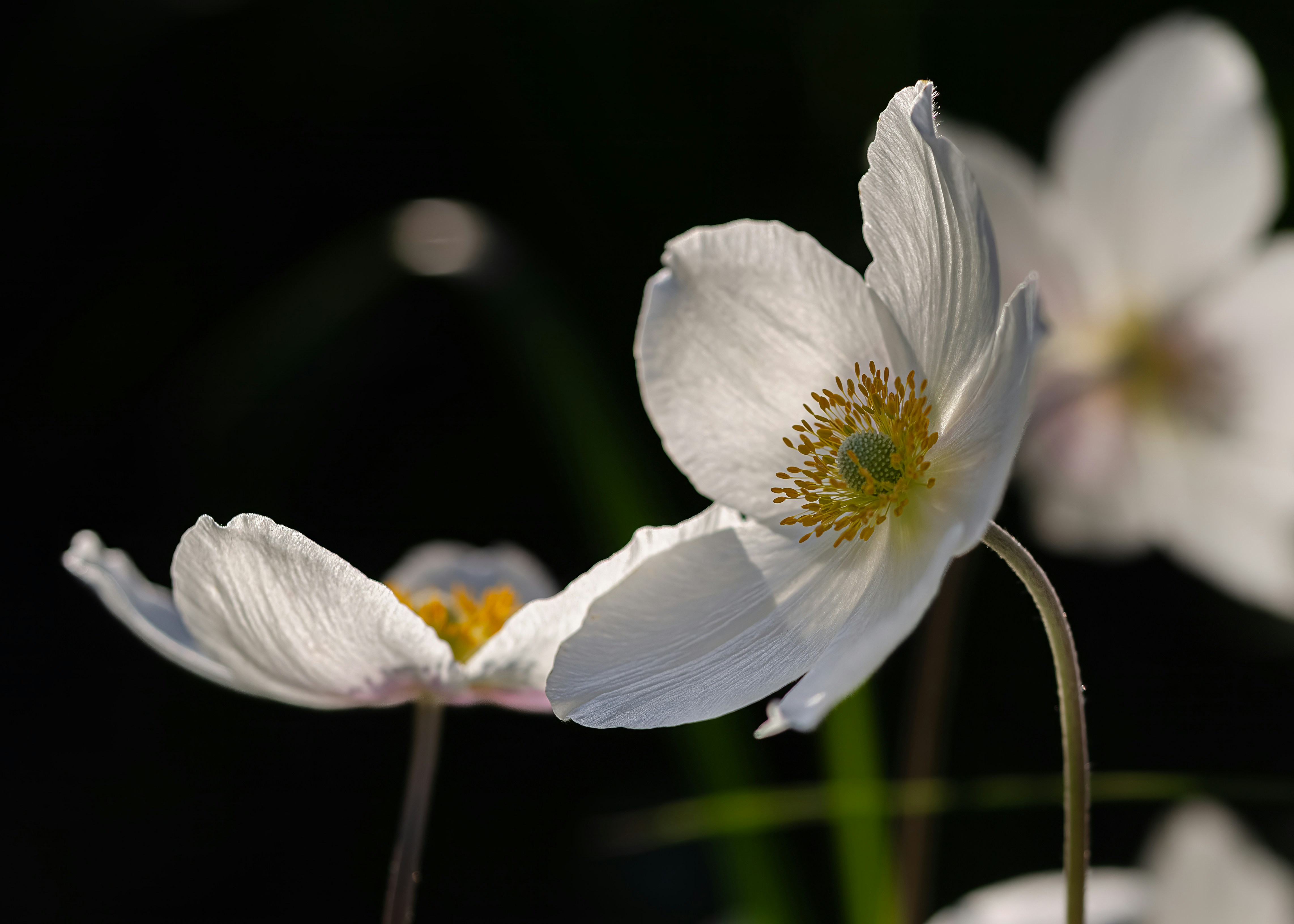 Photo by andrilliardbond