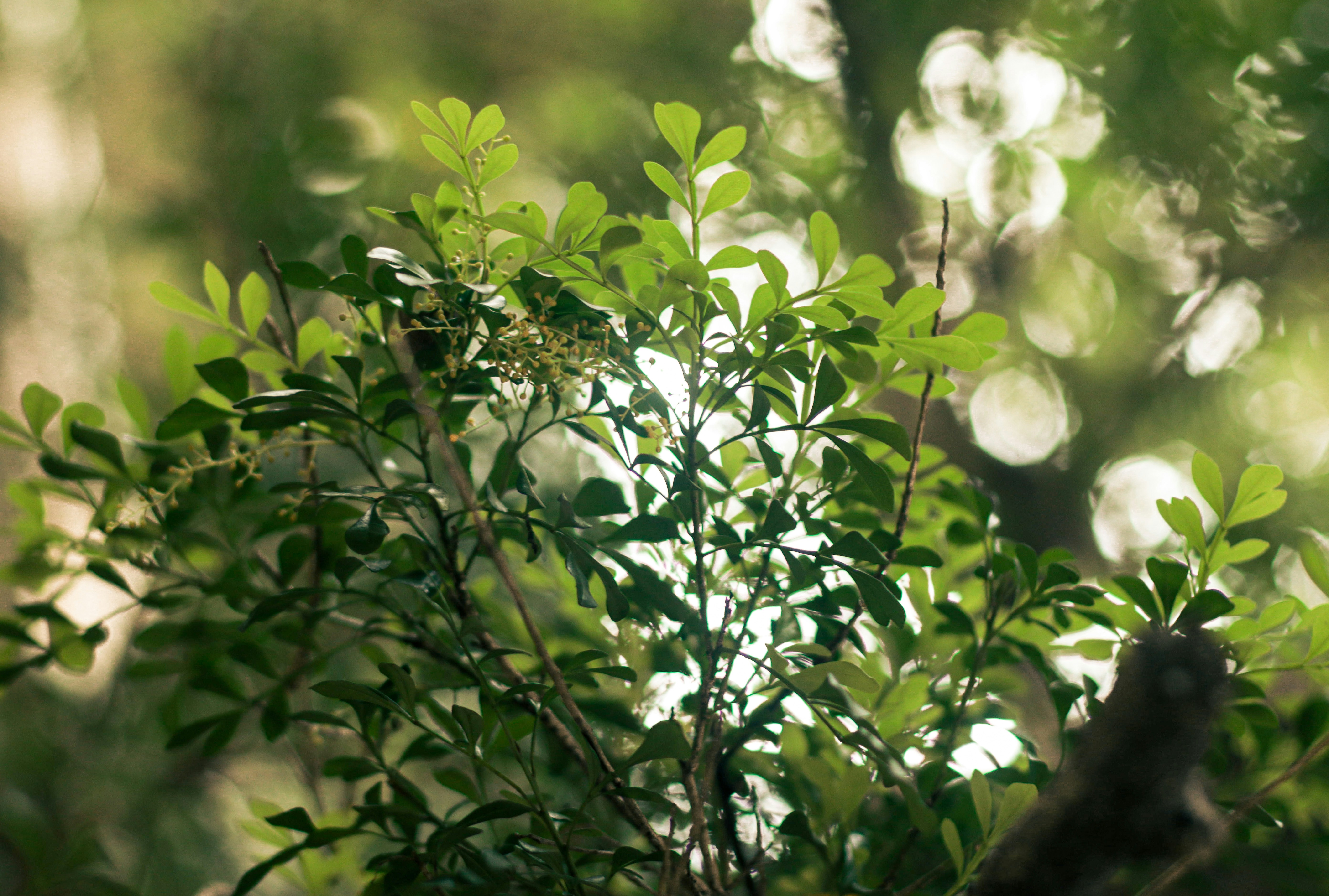 Photo by thomascleese